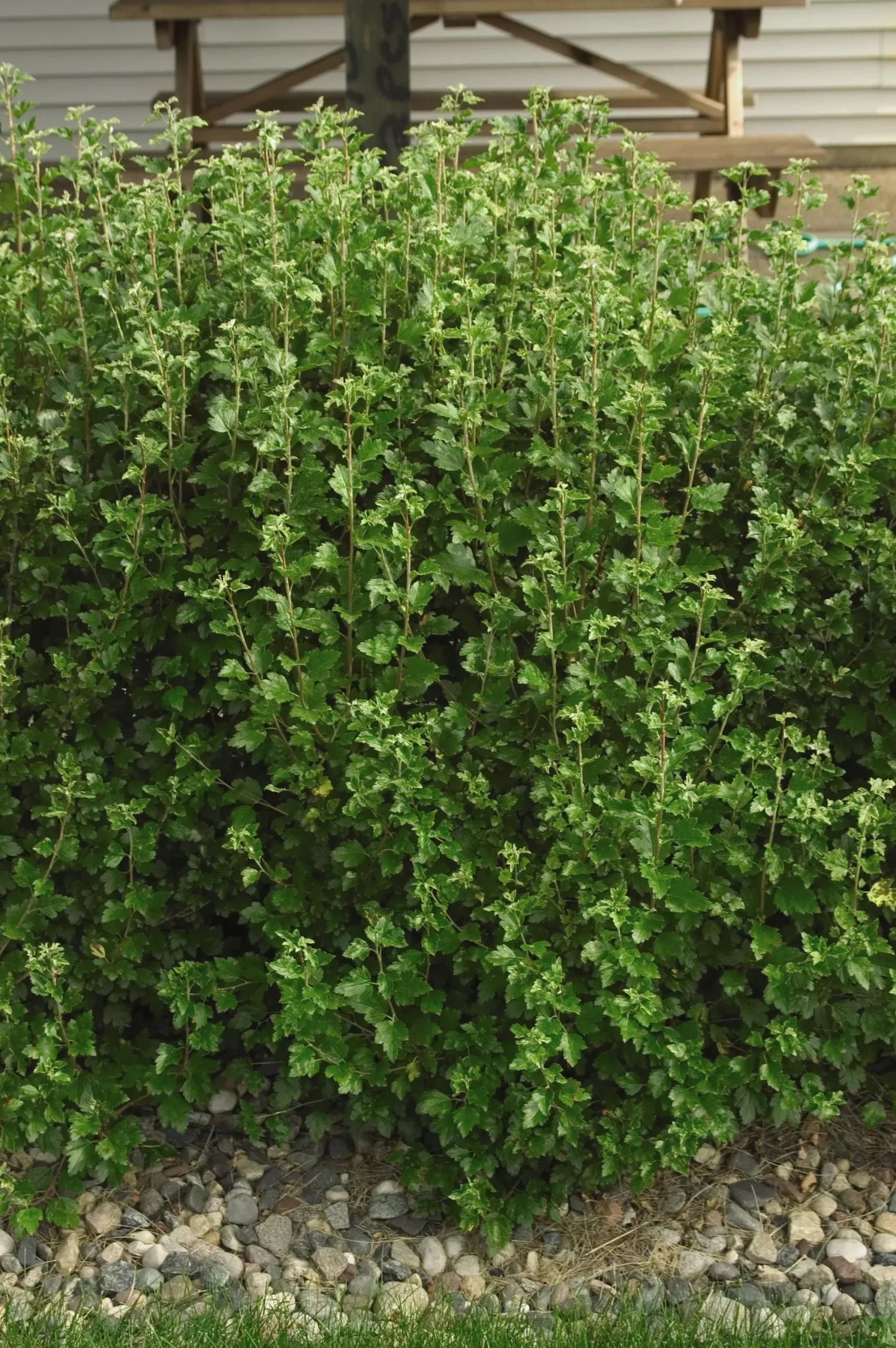 Alpine Currant