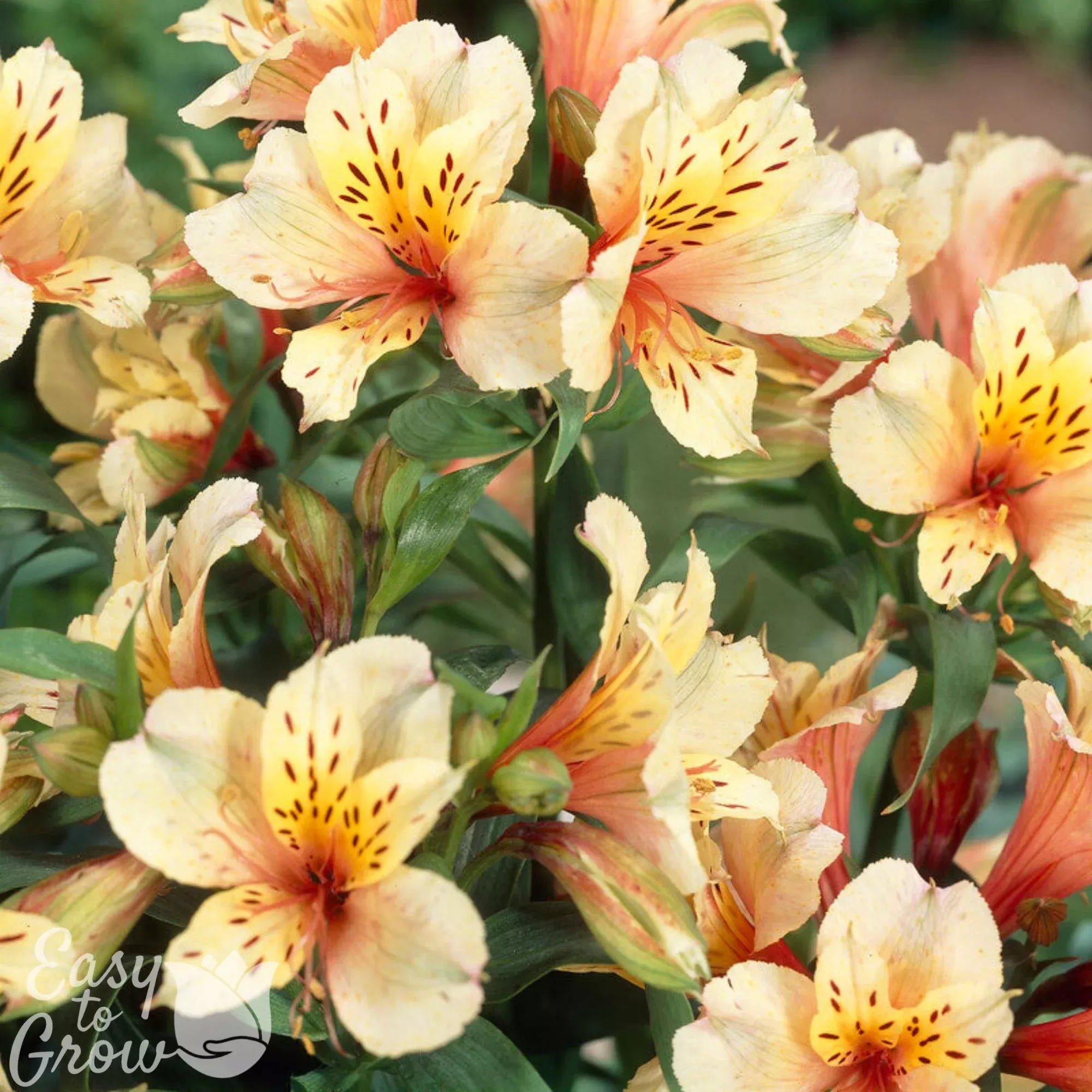 Alstroemeria - Inca Apricot 2 Pack