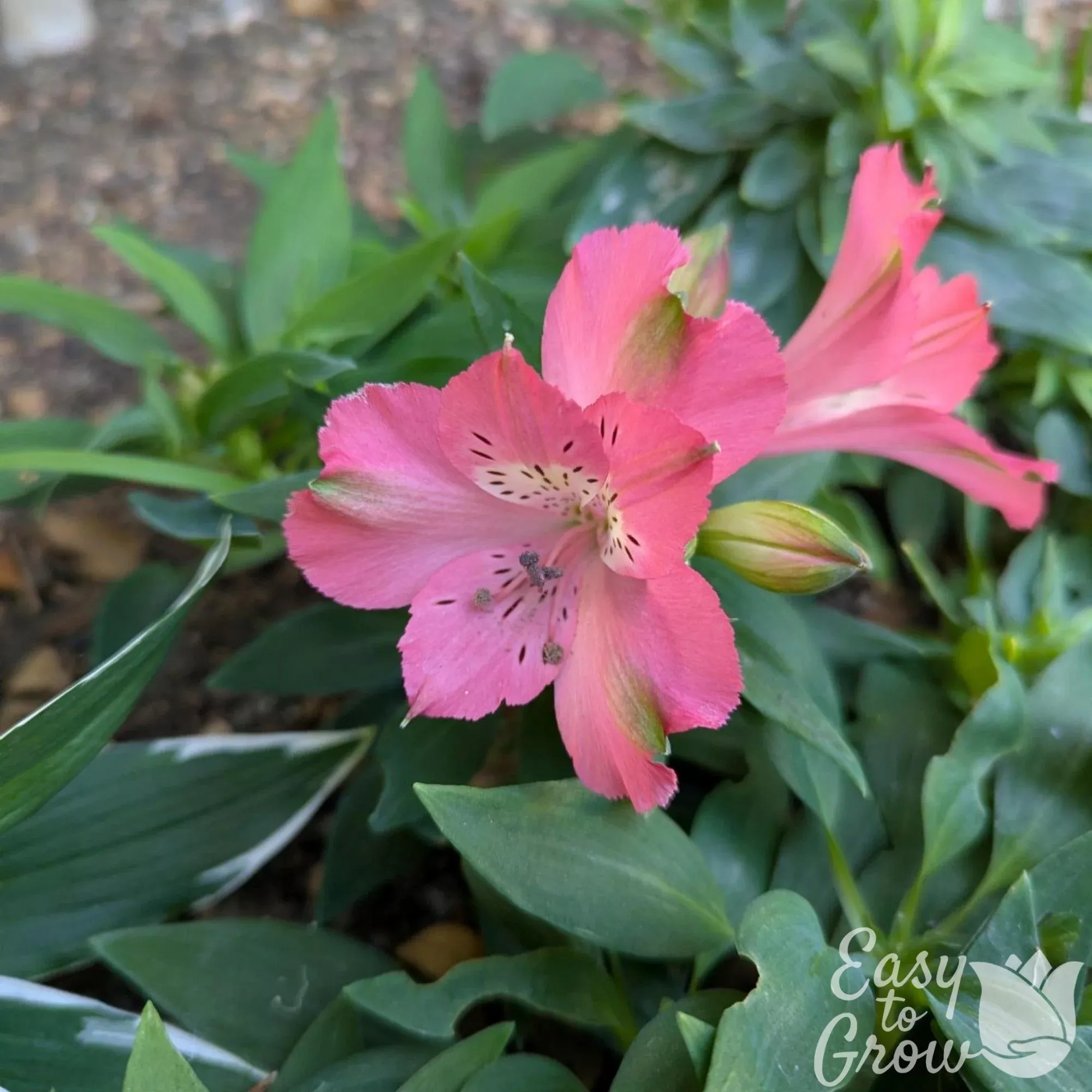 Alstroemeria - Inca Coral 2 Pack