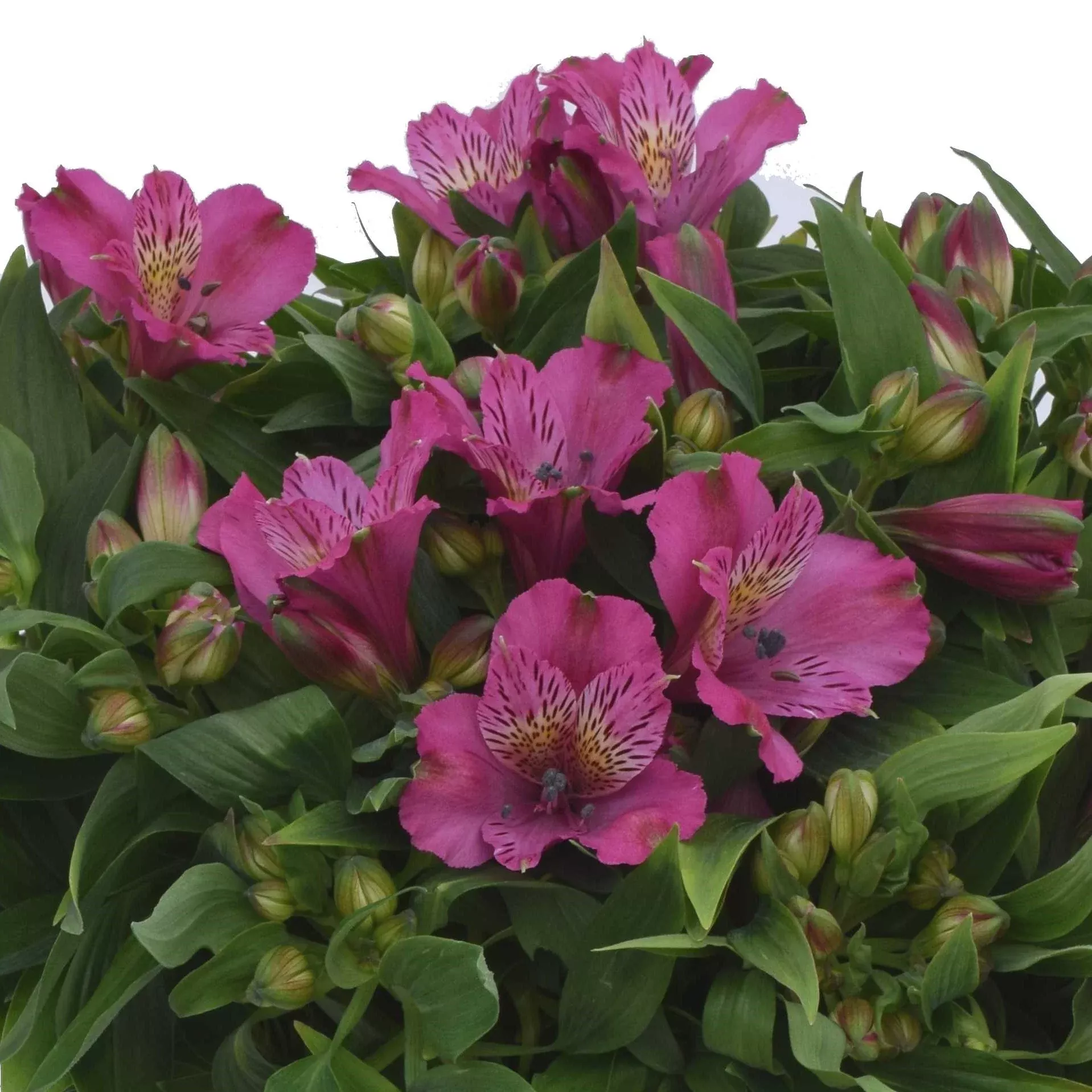 Alstroemeria - Inca Goal 2 Pack