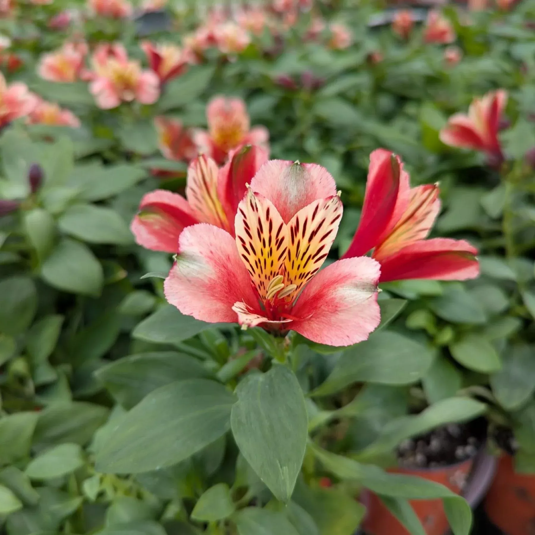 Alstroemeria - Inca Husky 2 Pack