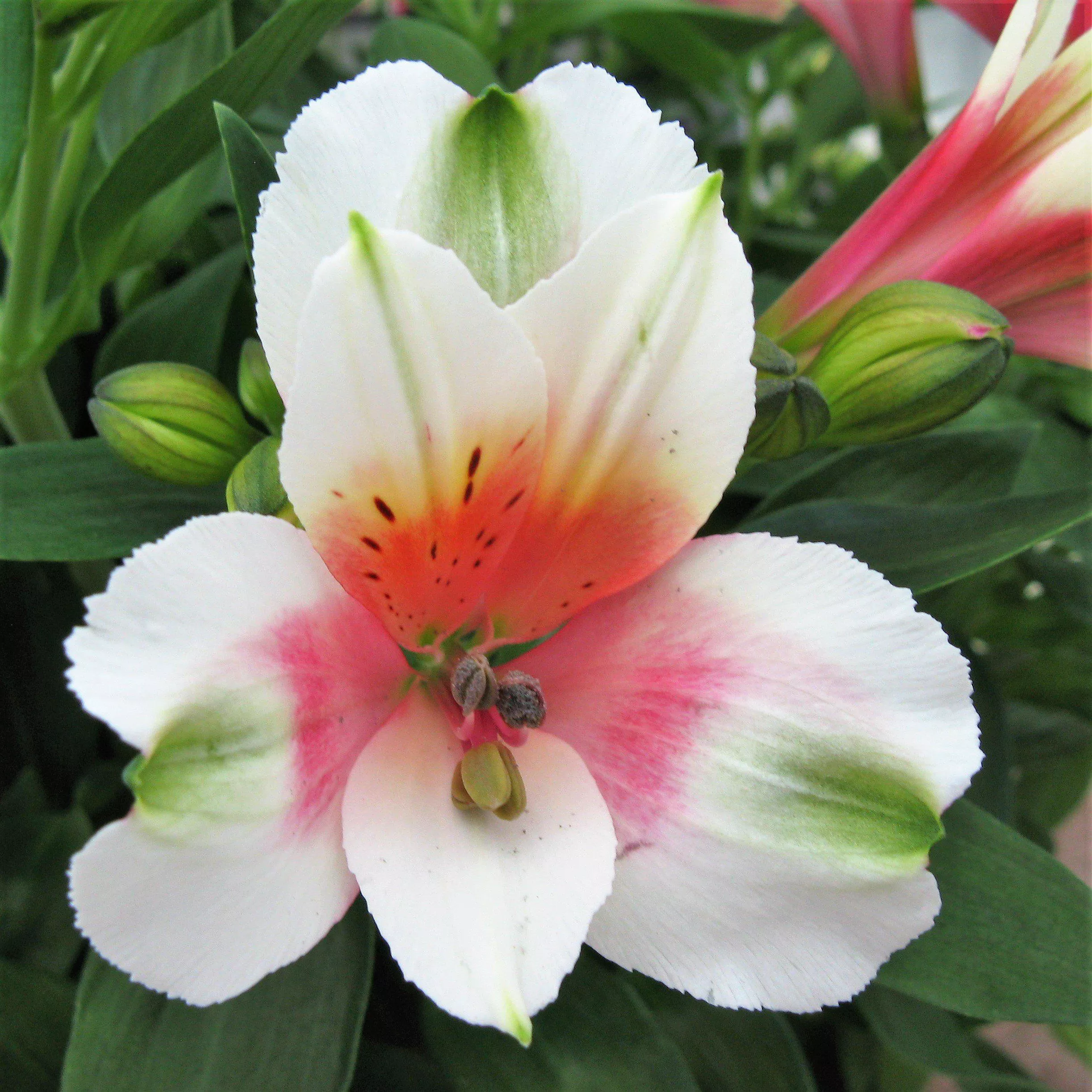 Alstroemeria - Inca Lucky 2 Pack