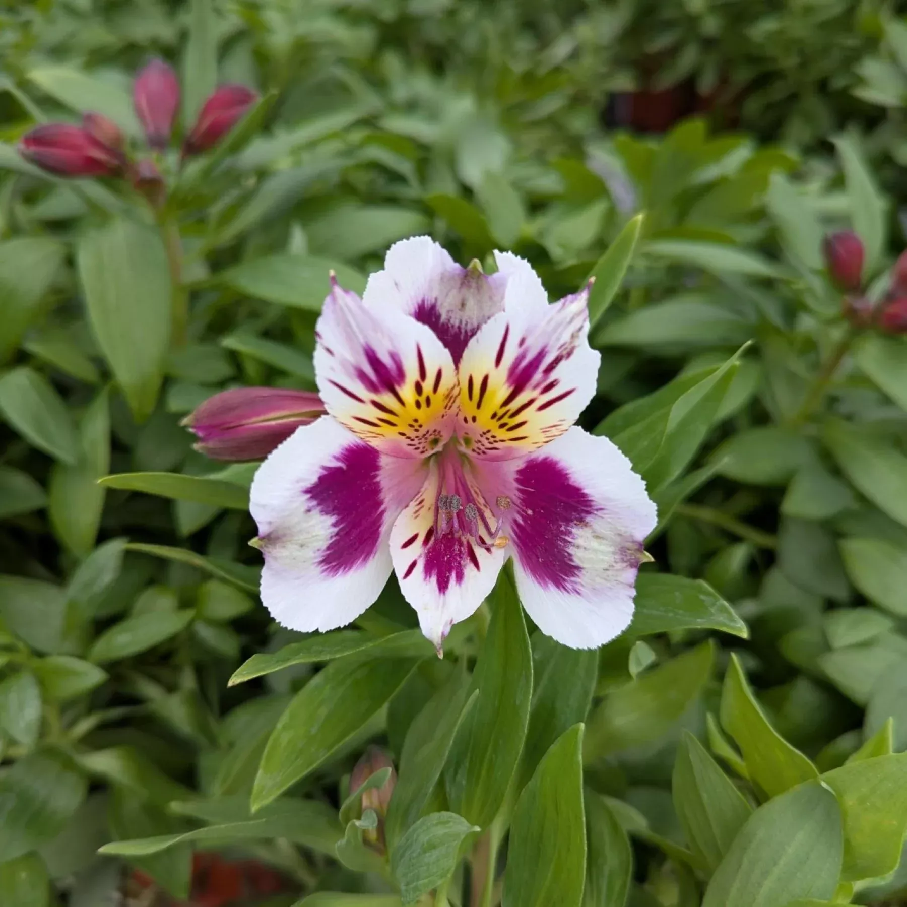 Alstroemeria - Inca Magic 2 Pack