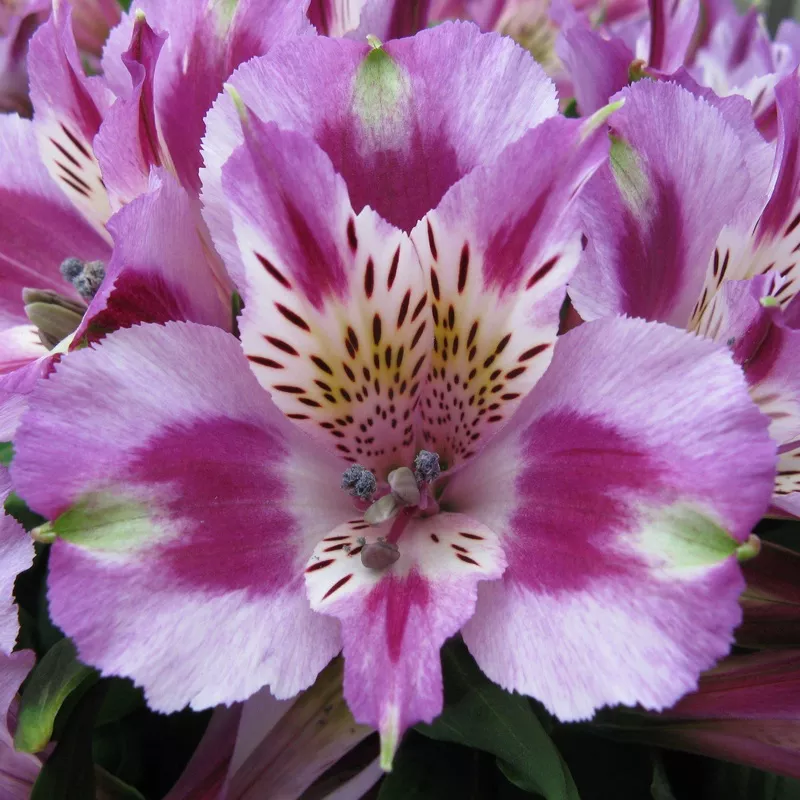 Alstroemeria - Inca Mystic 2 Pack
