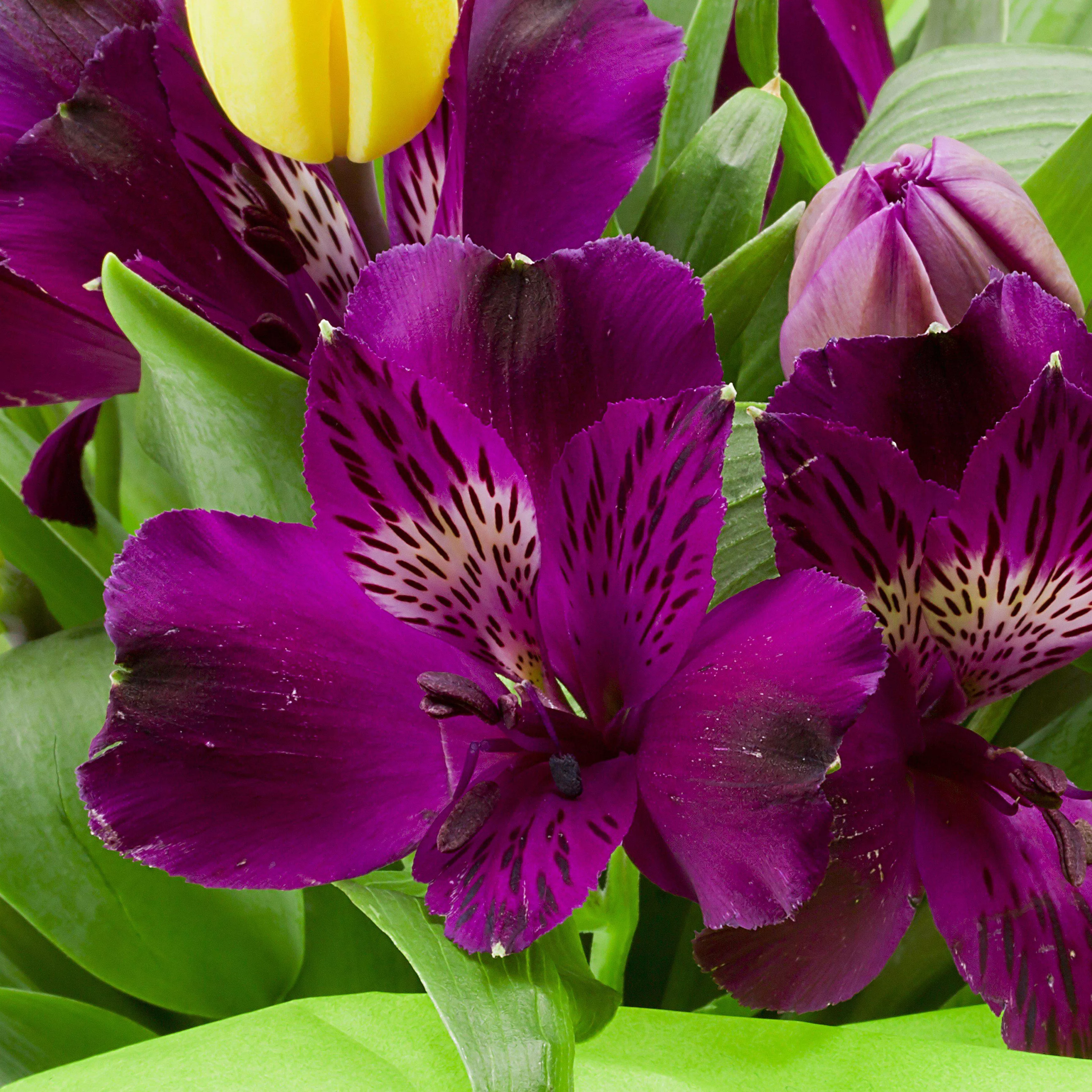 Alstroemeria - Inca Noble 2 Pack