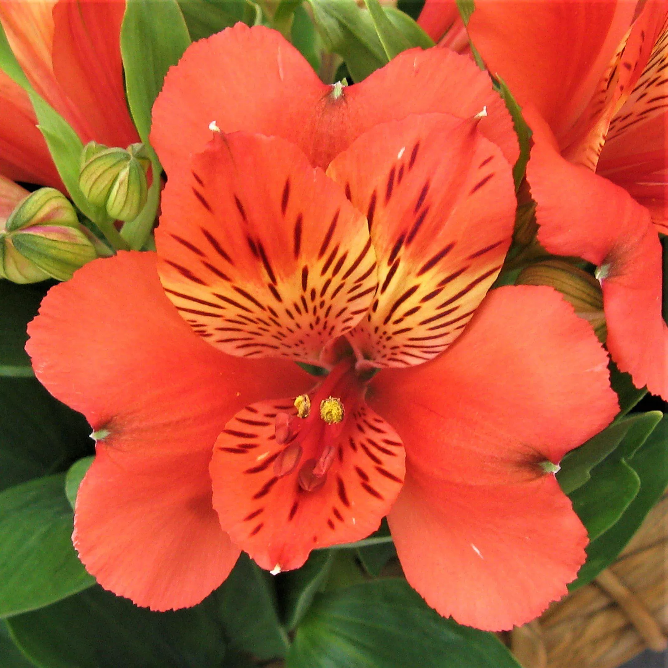 Alstroemeria - Inca Reef 2 Pack