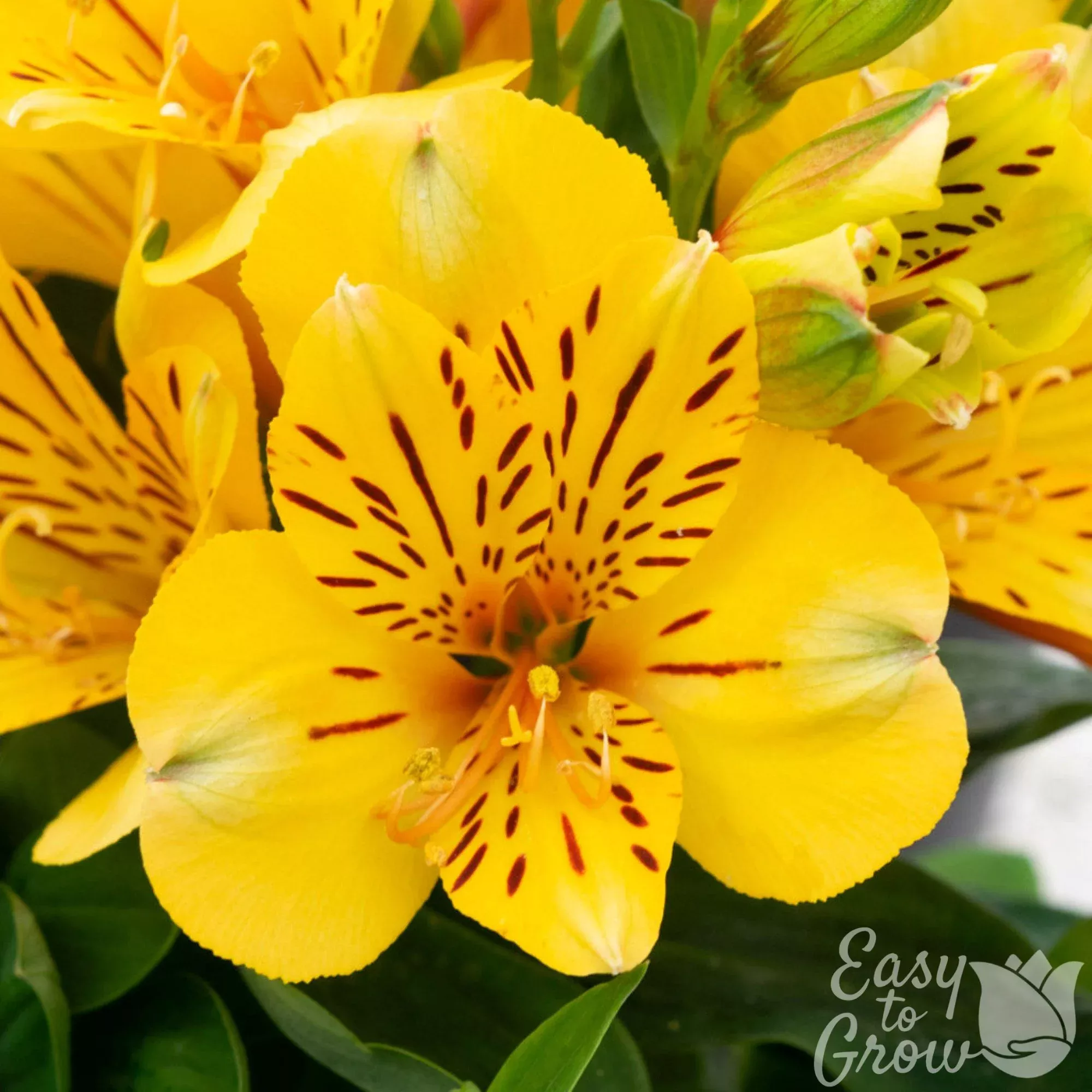 Alstroemeria - Inca Rio 2 Pack