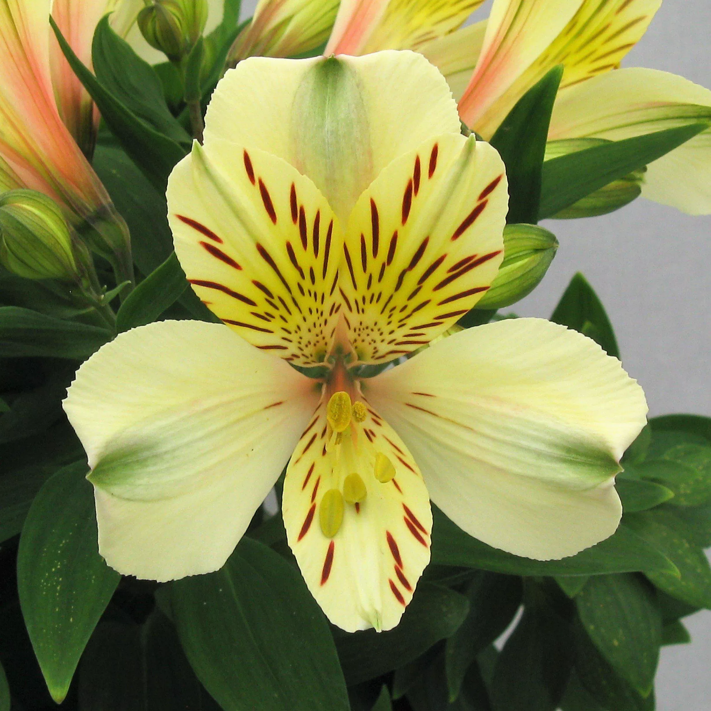 Alstroemeria - Inca Sundance 2 Pack