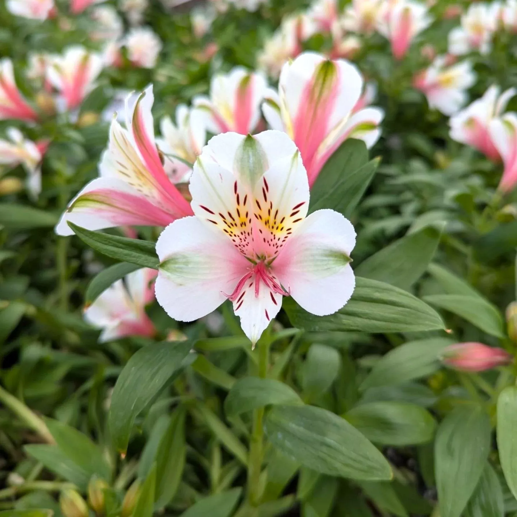 Alstroemeria - Inca Tirol 2 Pack