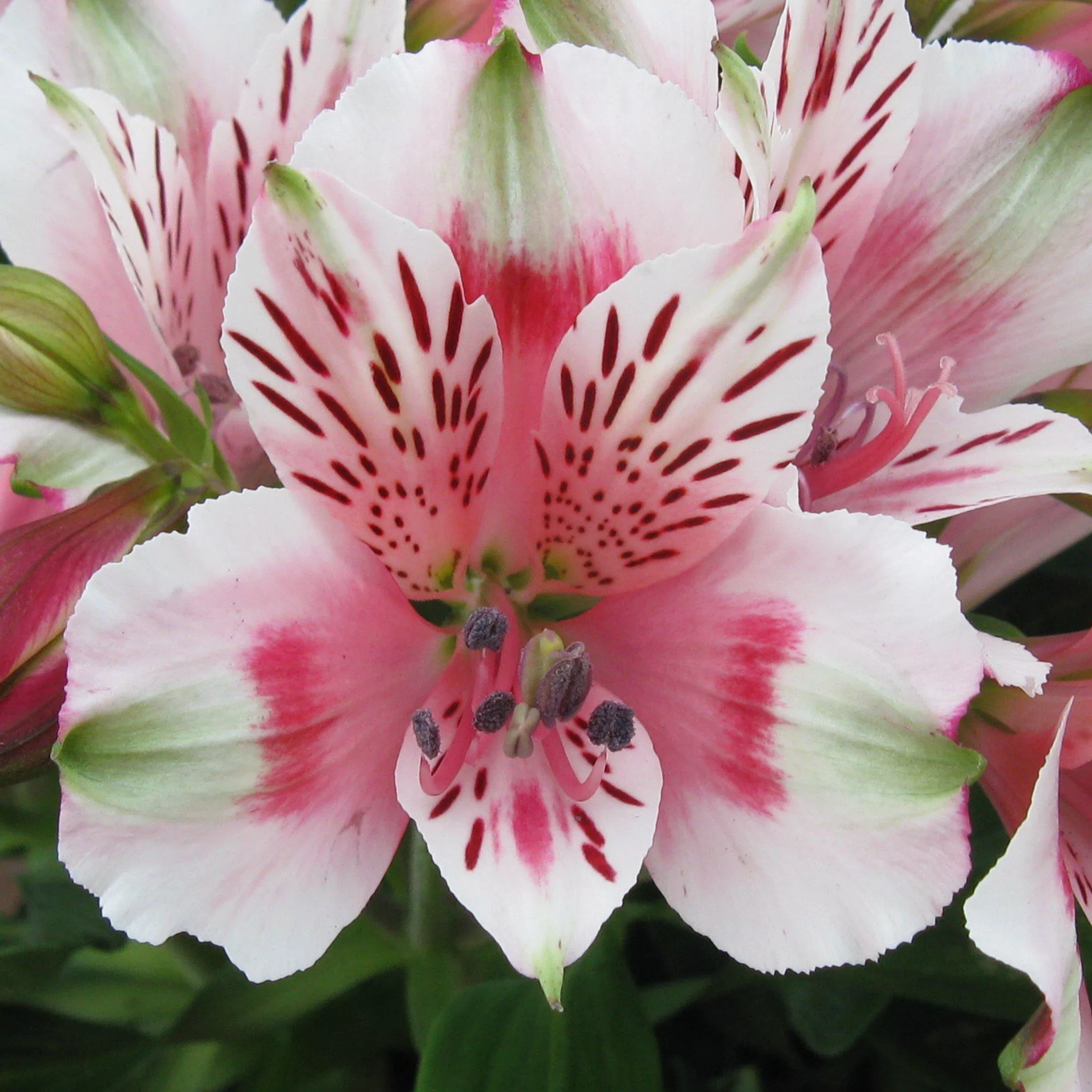 Alstroemeria - Inca Toto 2 Pack