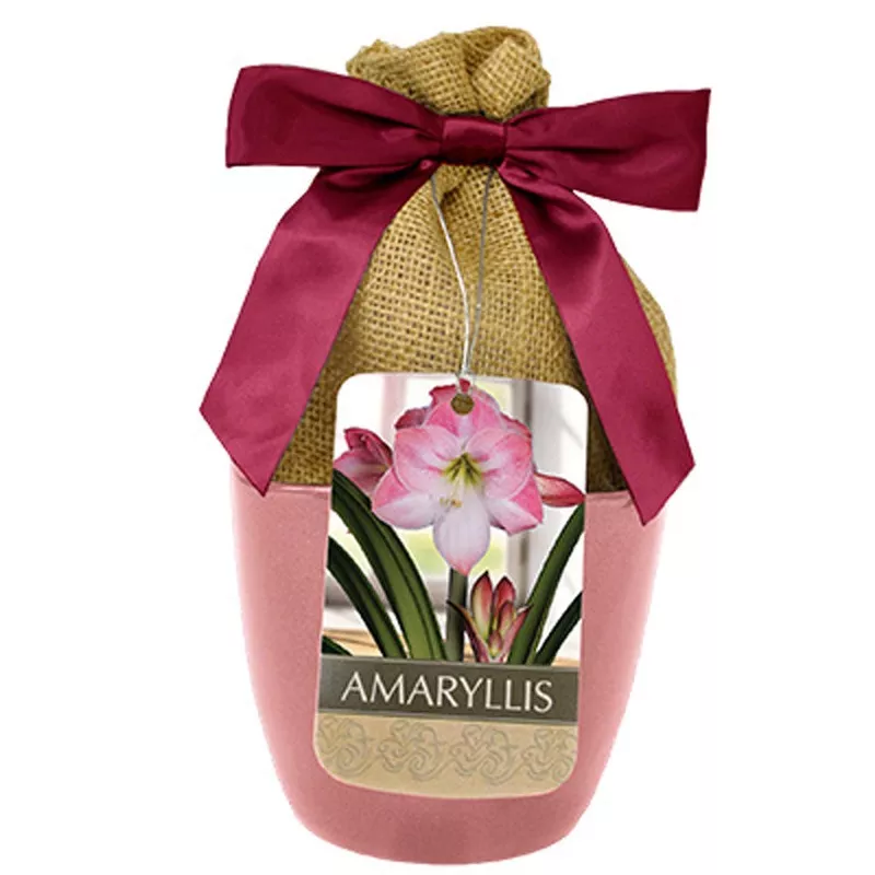 Amaryllis - Apple Blossom