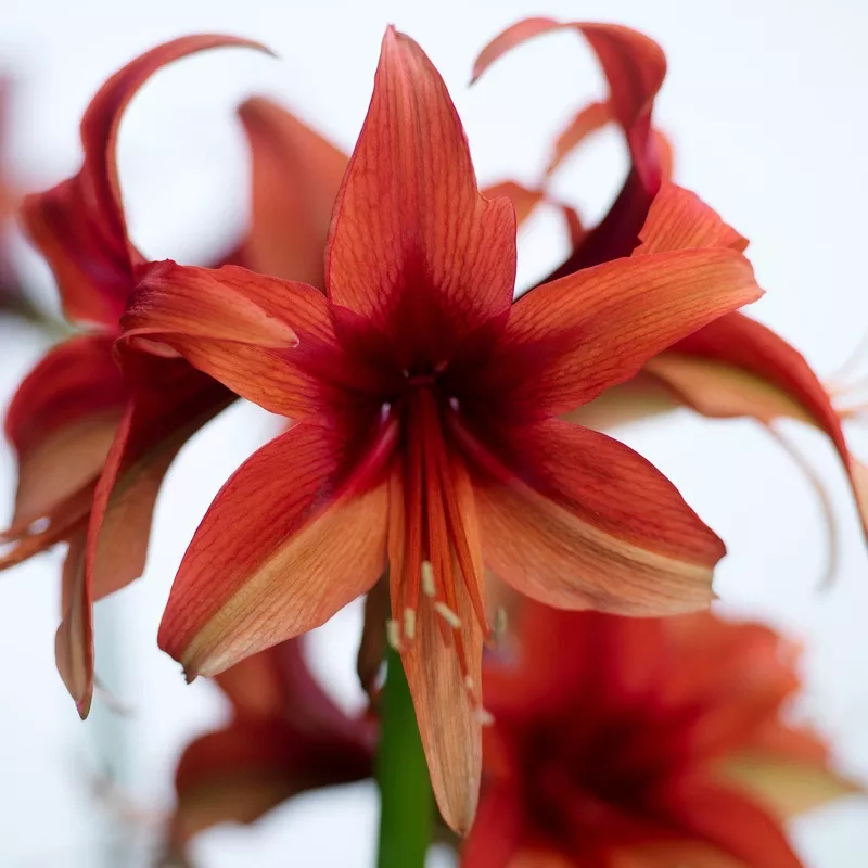 Amaryllis - Bogota