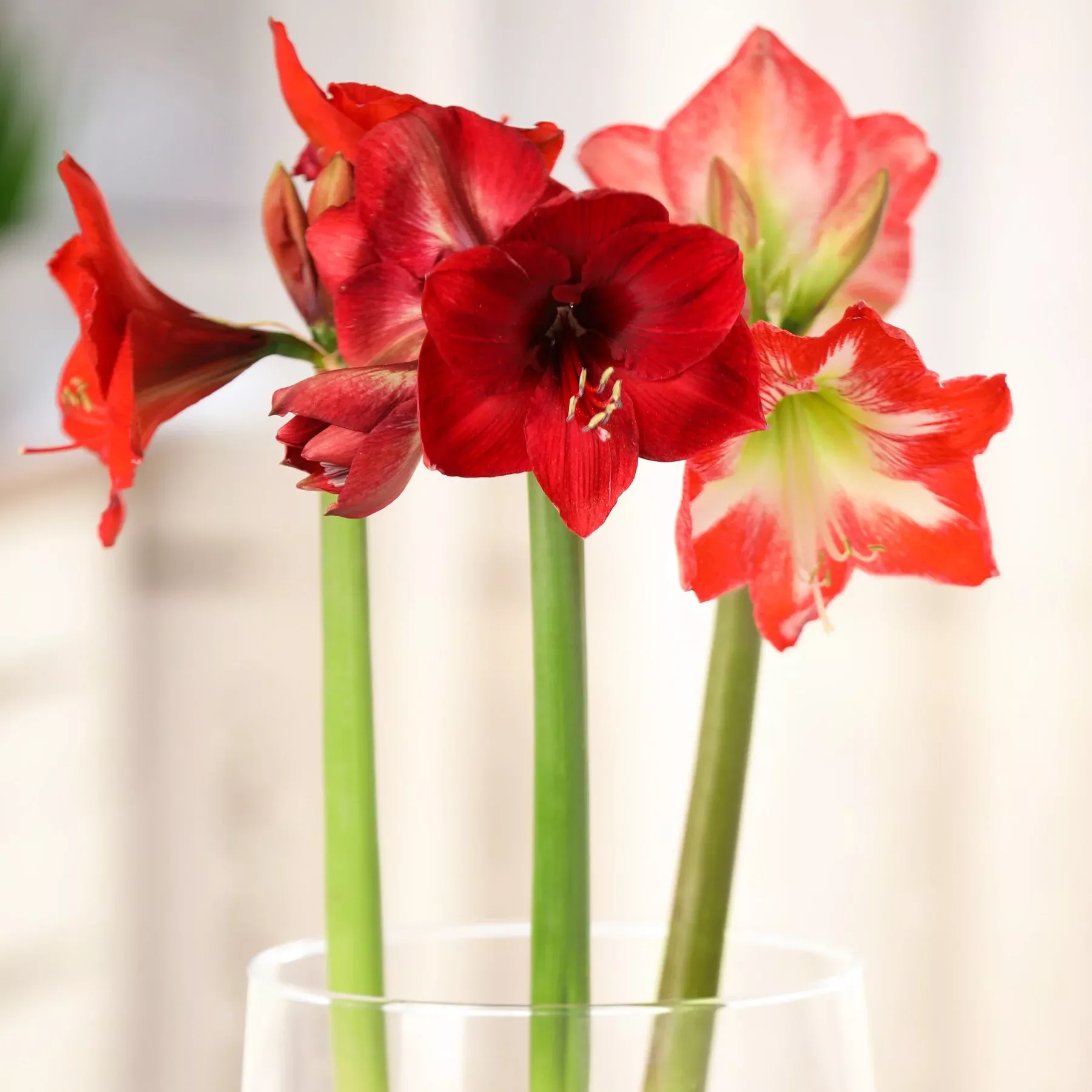 Amaryllis - Candy Cane Collection