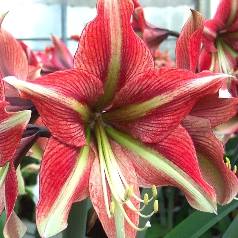 Amaryllis - Cherry Crush