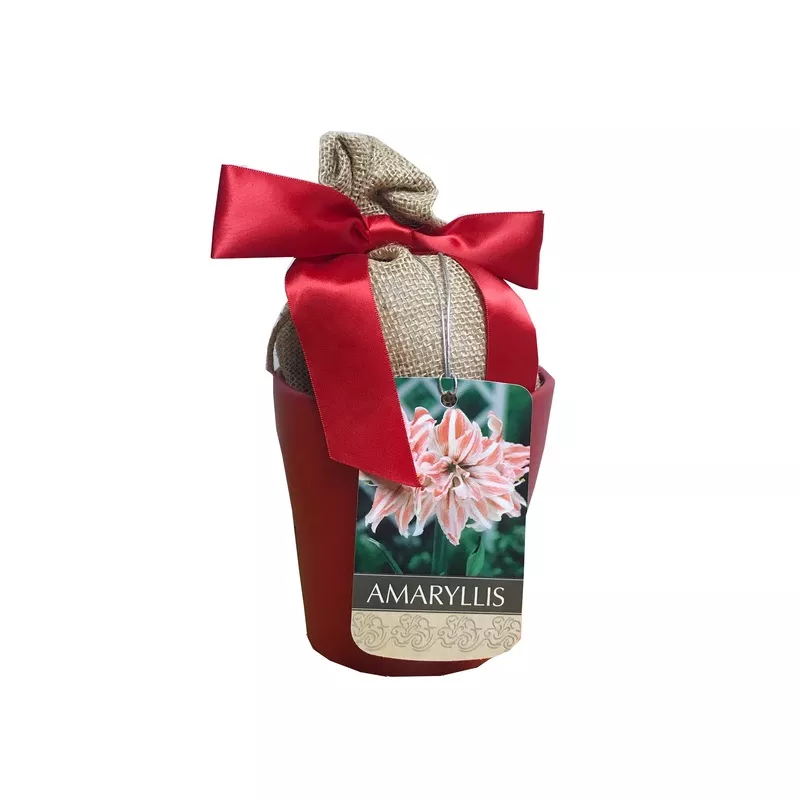Amaryllis - Dancing Queen