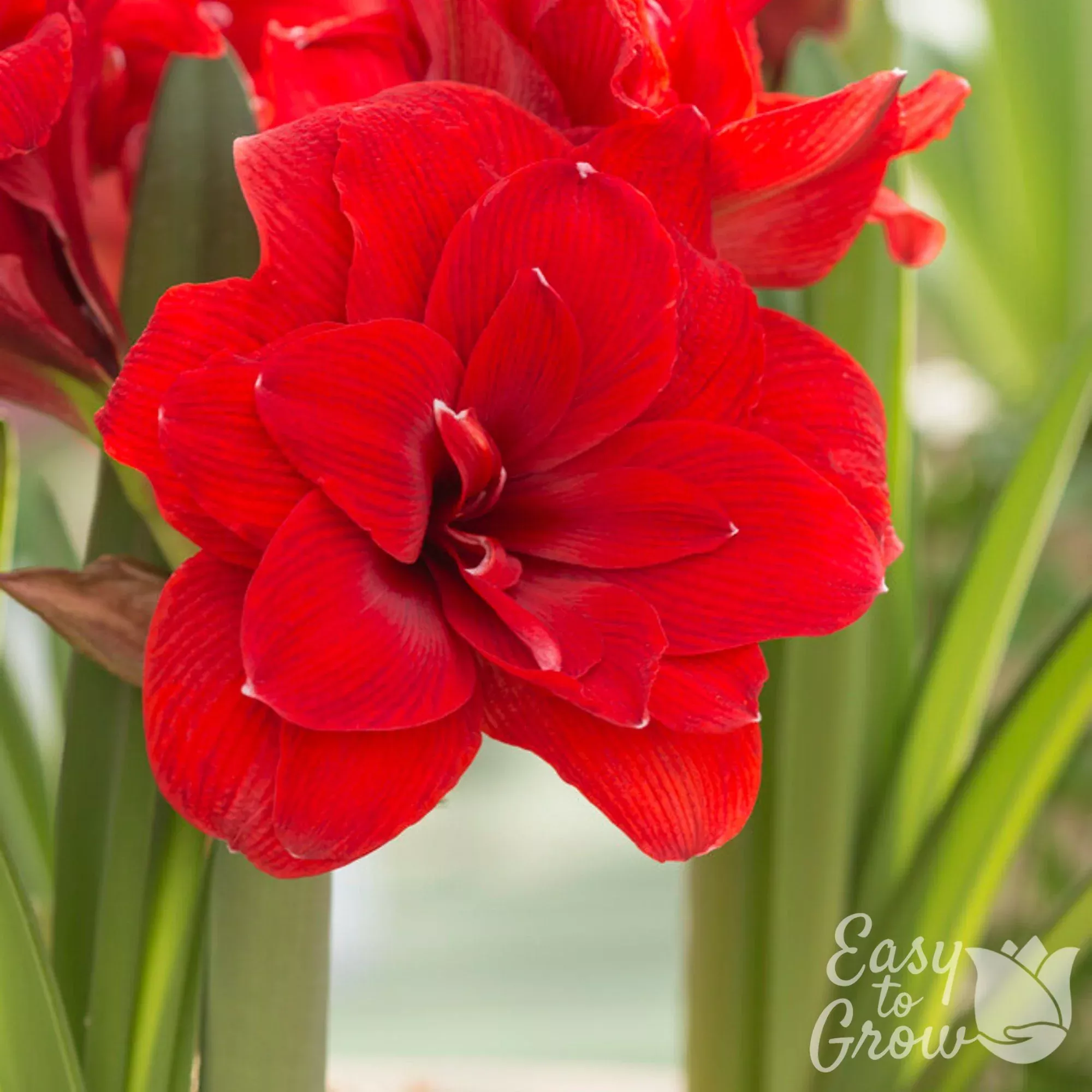 Amaryllis - Double Dragon