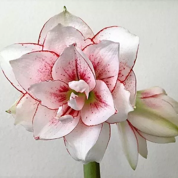 Amaryllis - Elvas
