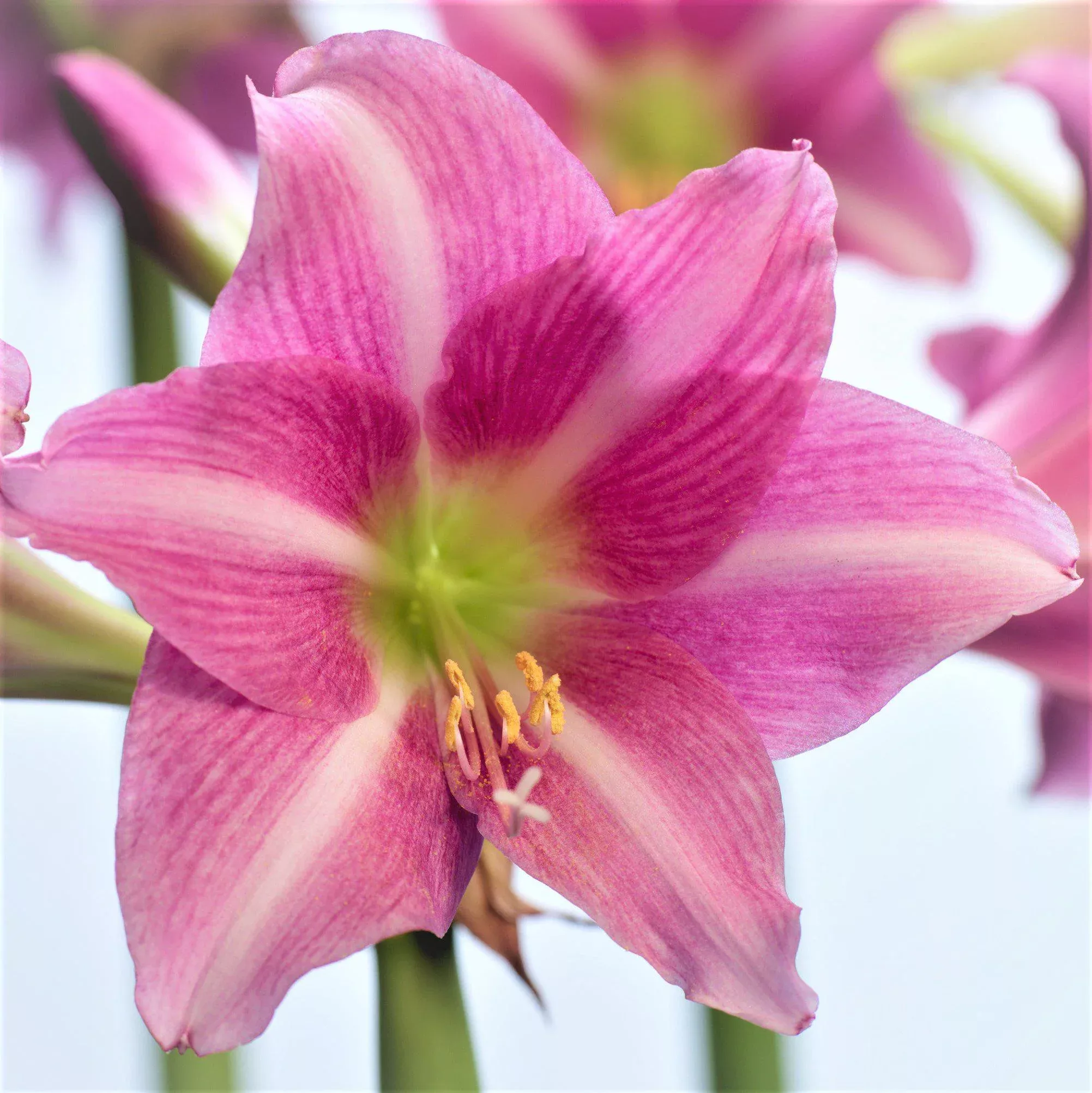 Amaryllis - Estella