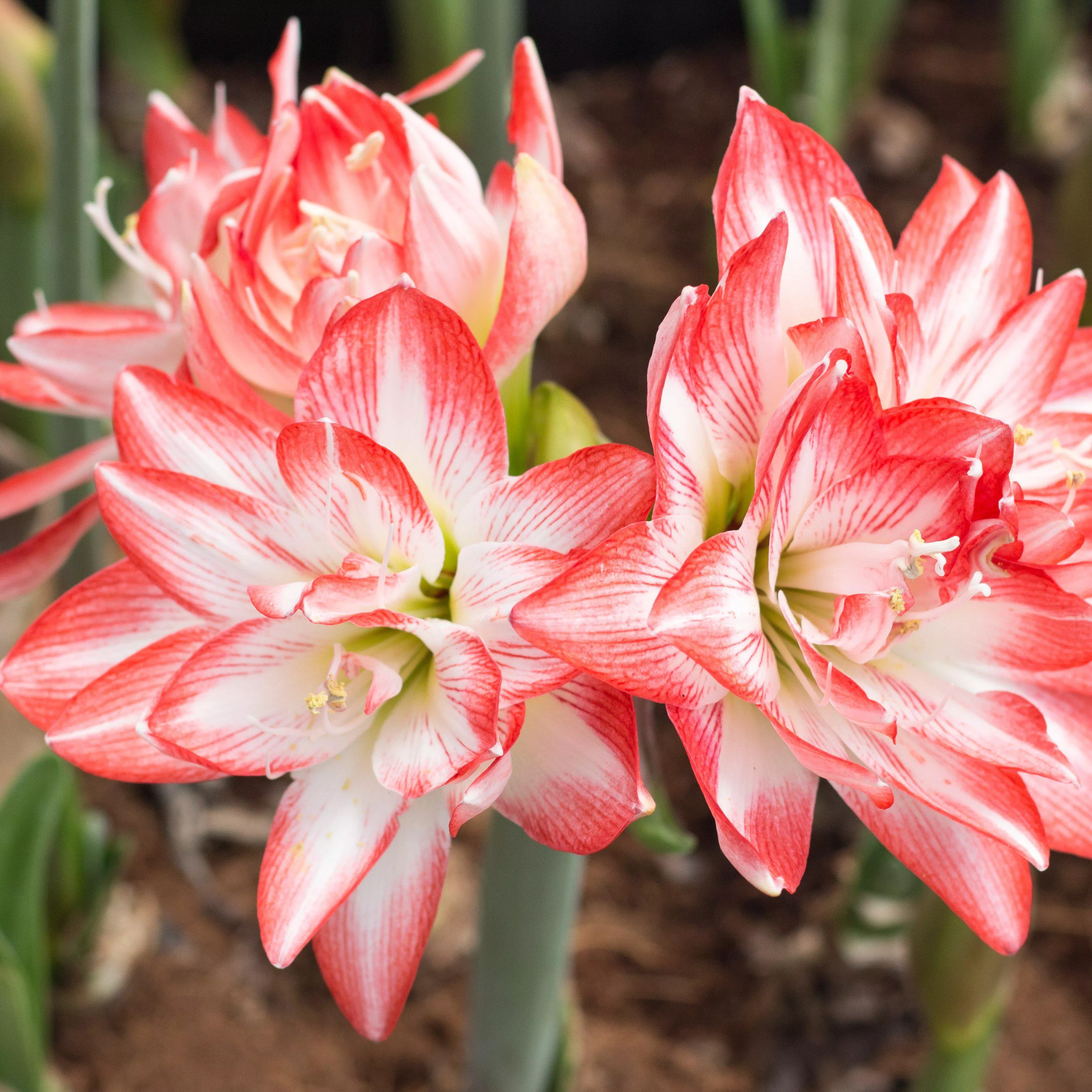 Amaryllis - Flaming Peacock