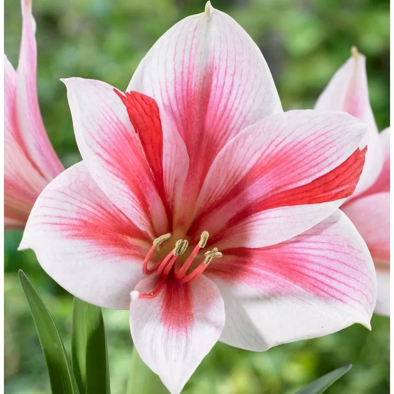 Amaryllis - Gervase
