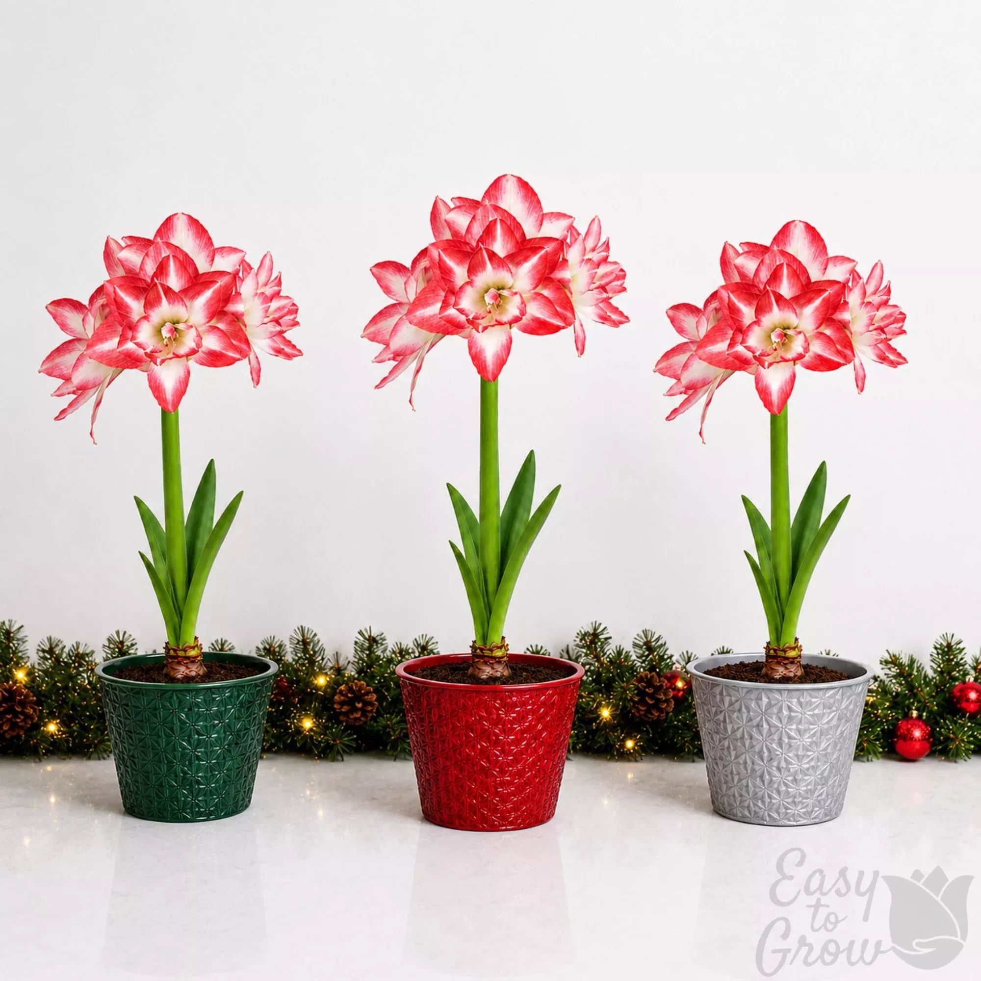 Amaryllis Kit - Blossom Peacock Planted in a Round Pot