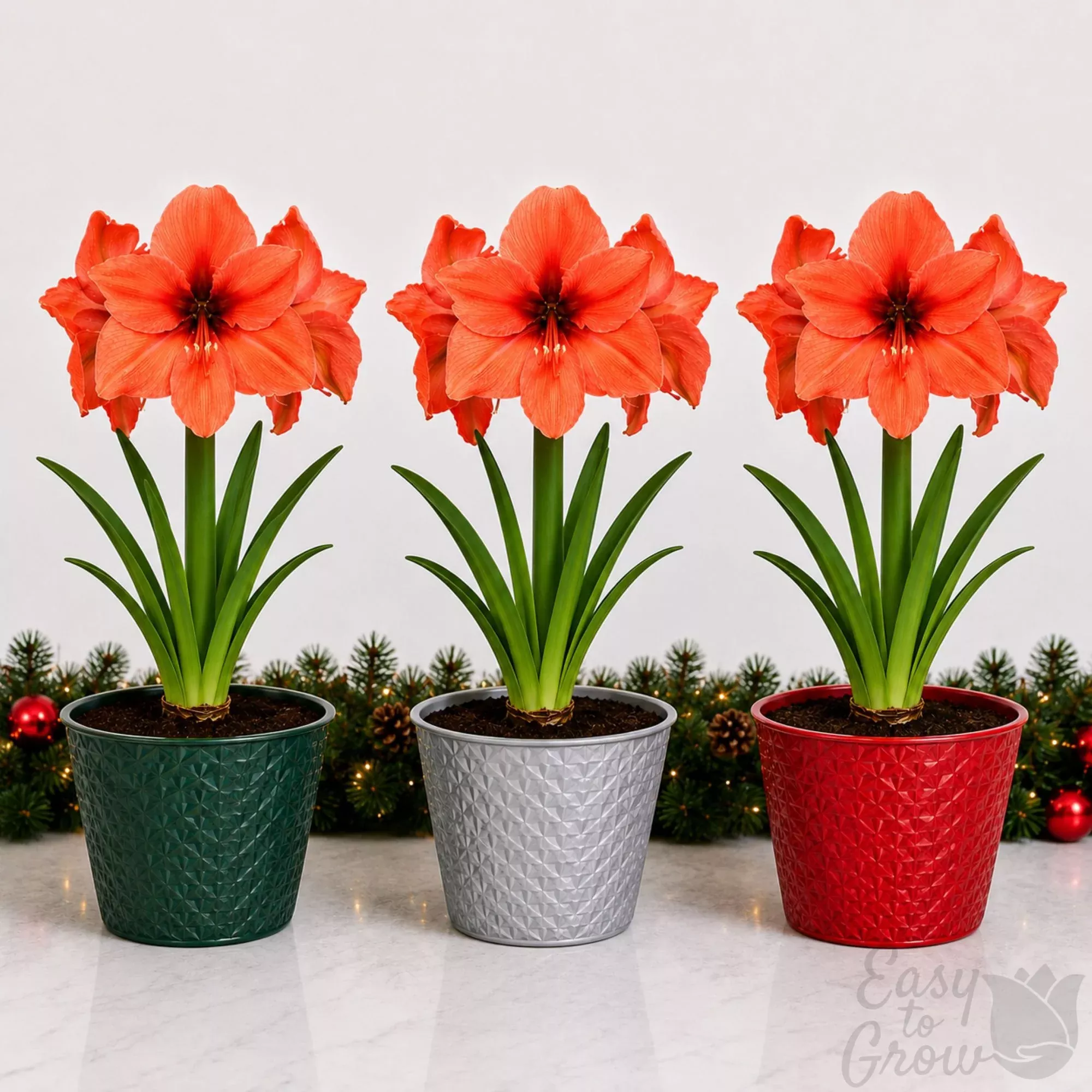 Amaryllis Kit - Desire Planted in a Round Pot