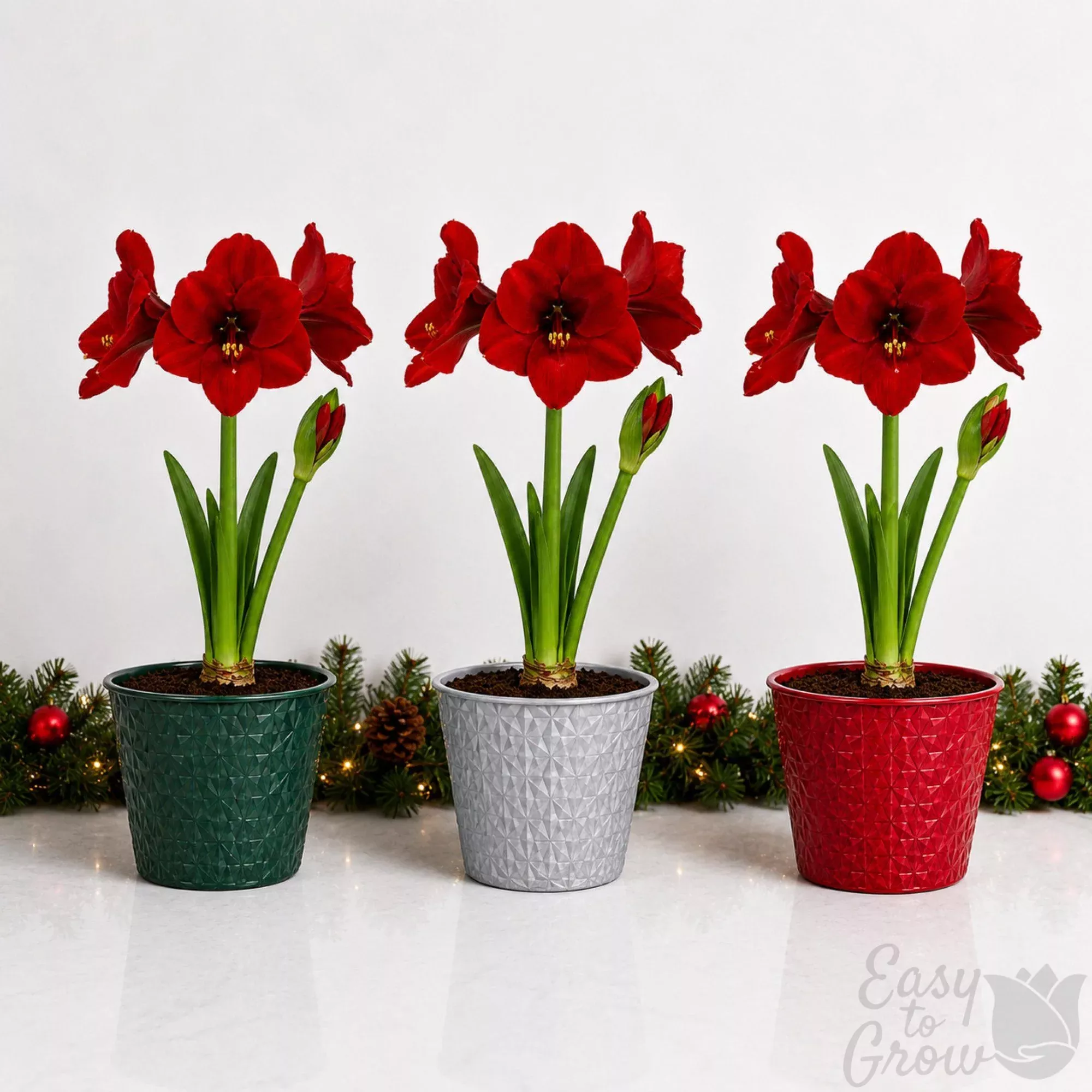 Amaryllis Kit - Ferrari Planted in a Round Pot