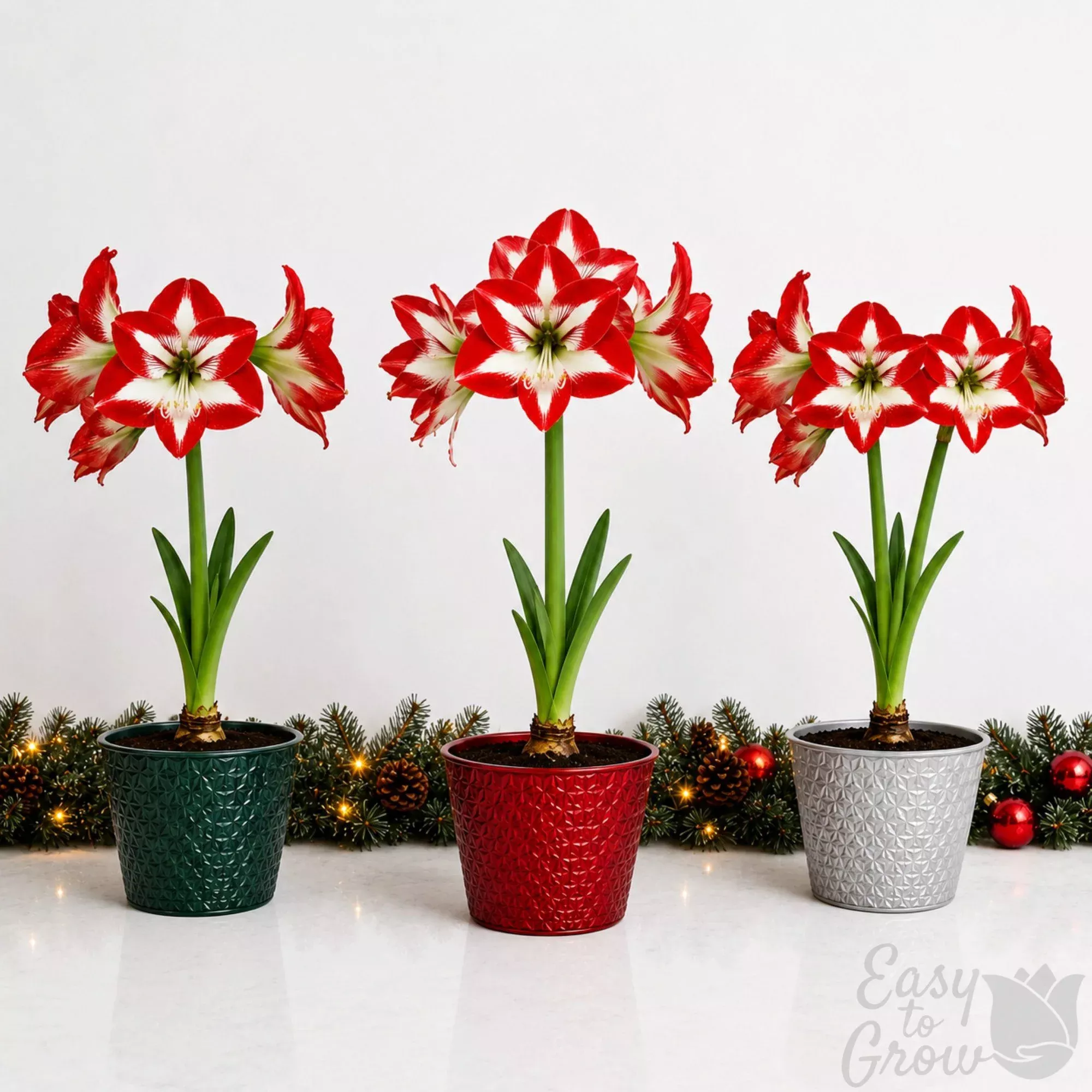 Amaryllis Kit - Stargazer Planted in a Round Pot