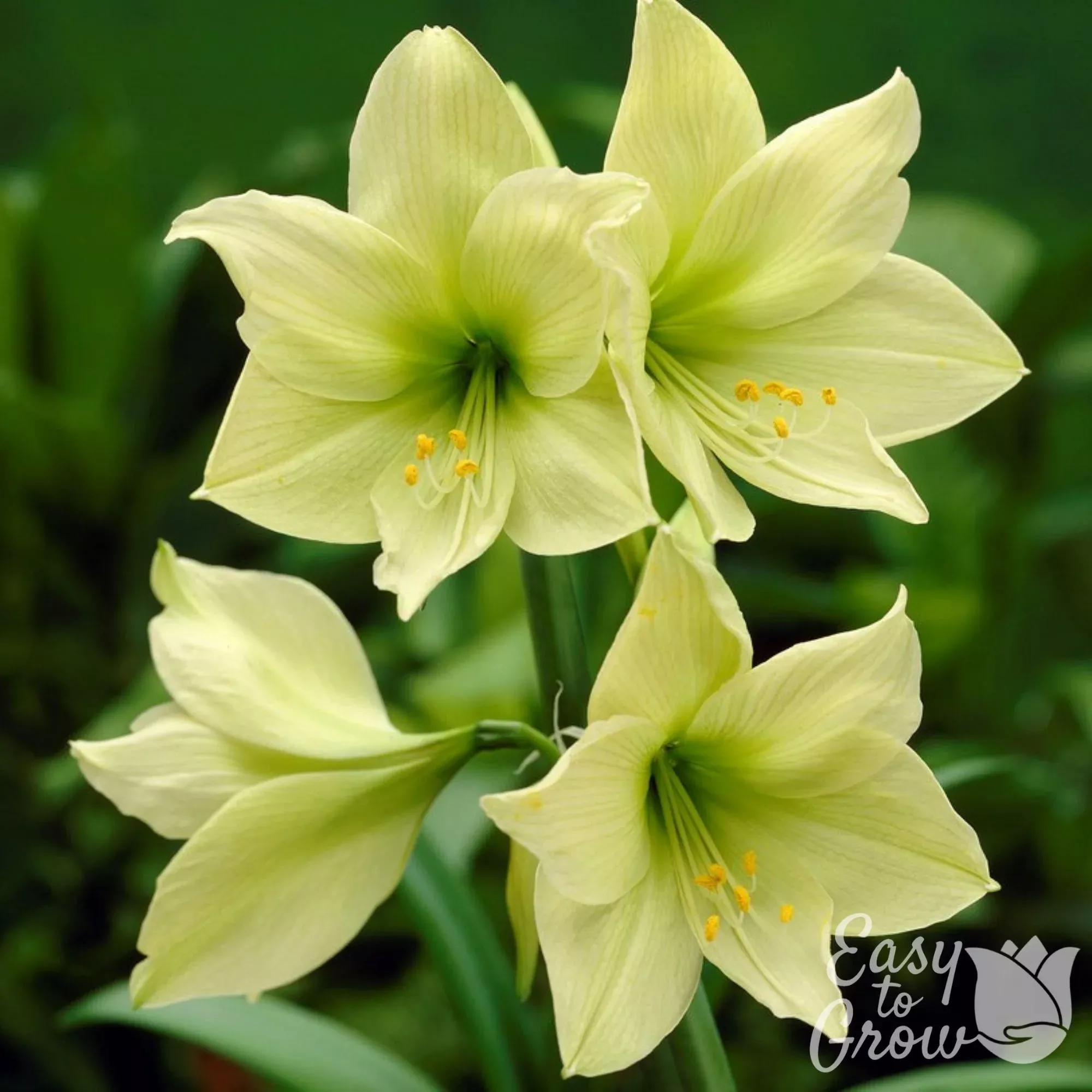 Amaryllis - Lemon Lime