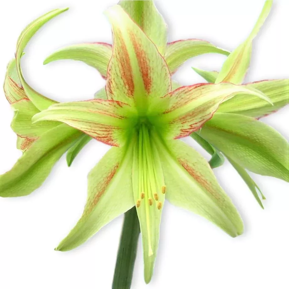 Amaryllis - Lime Flare