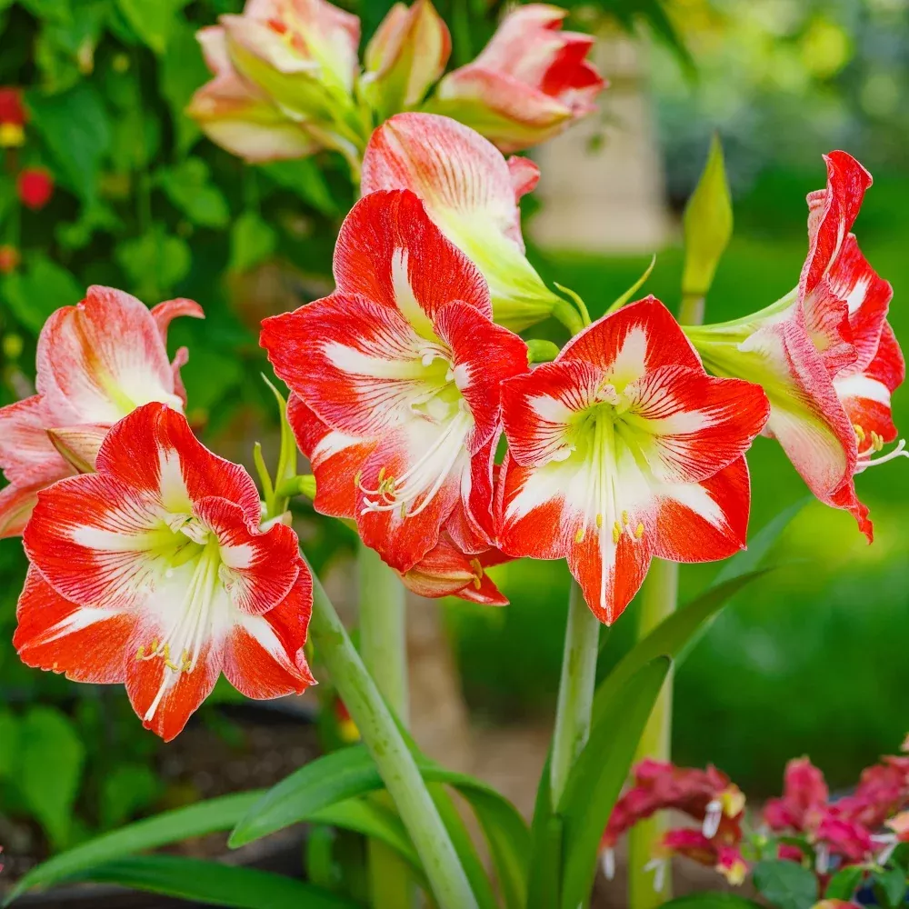 Amaryllis - Minerva