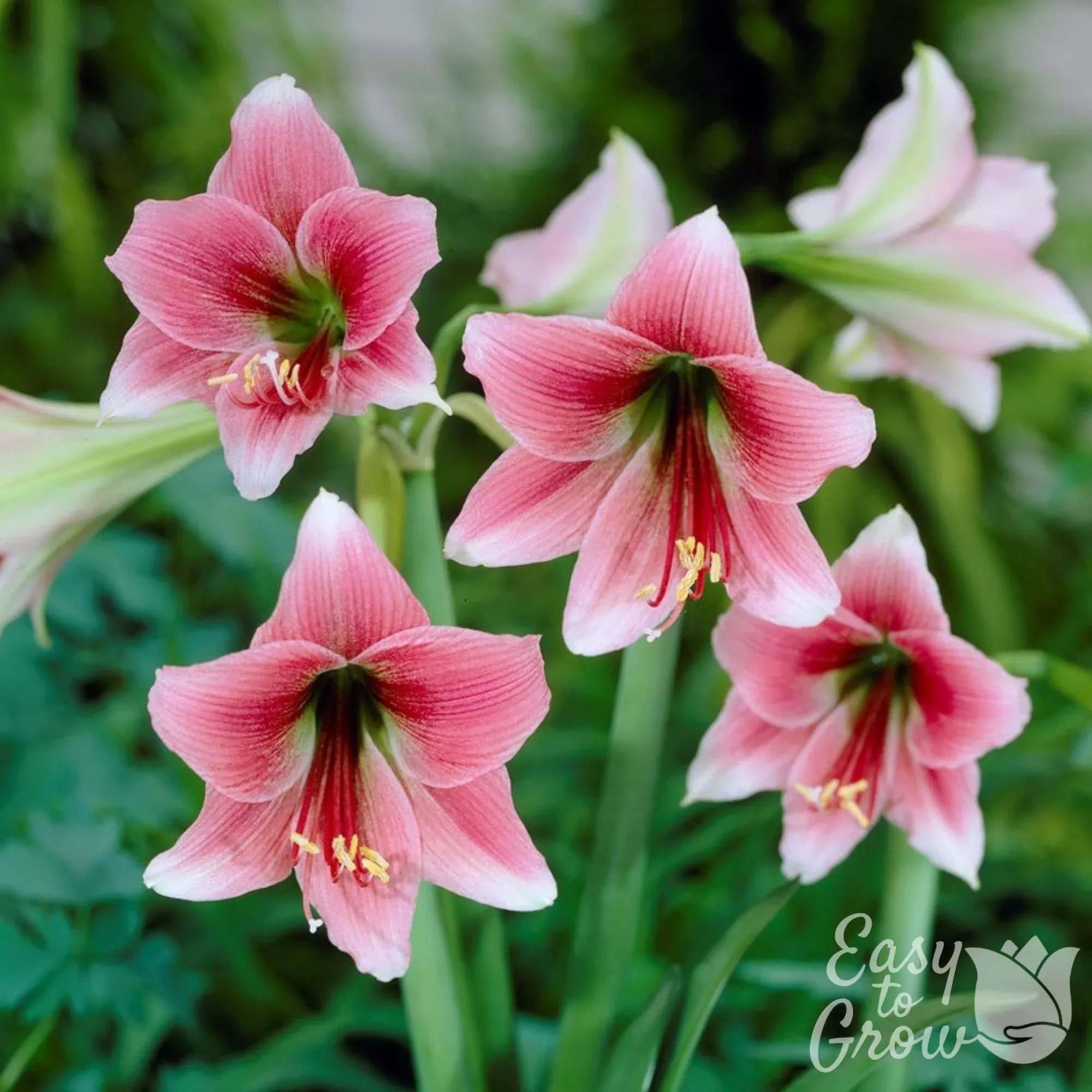 Amaryllis - Misty (Fragrant)