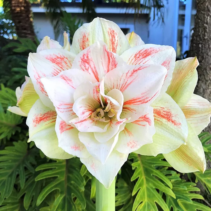 Amaryllis - Nymph