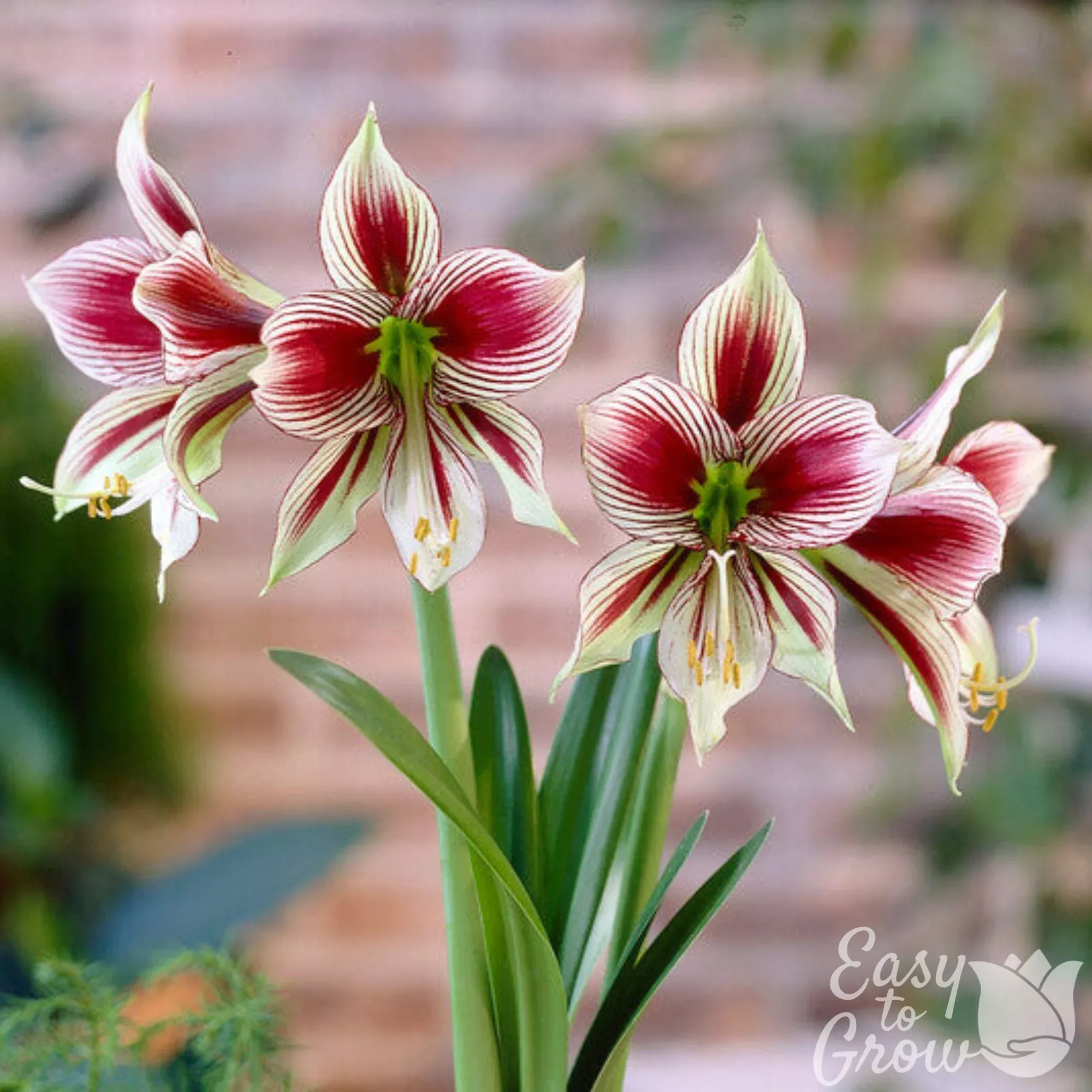 Amaryllis - Papillio Butterfly