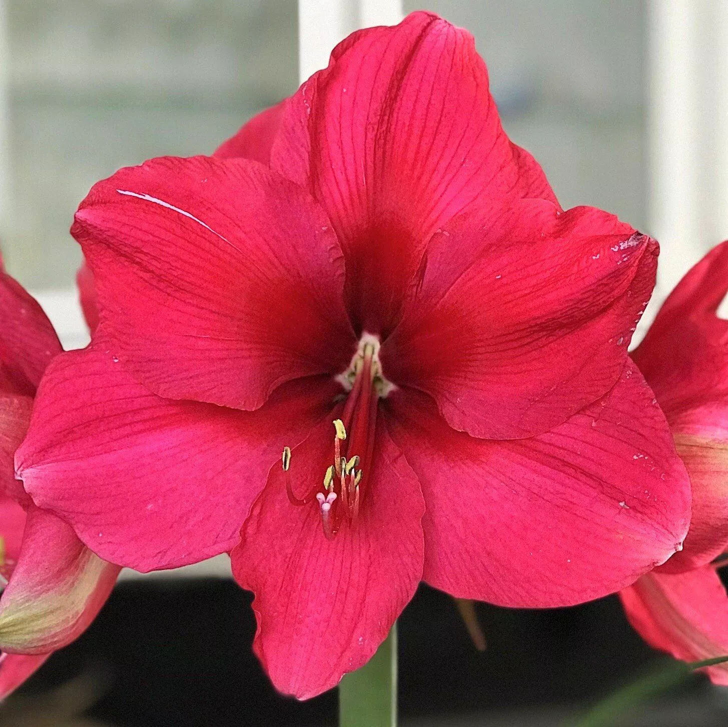 Amaryllis - Pink Surprise