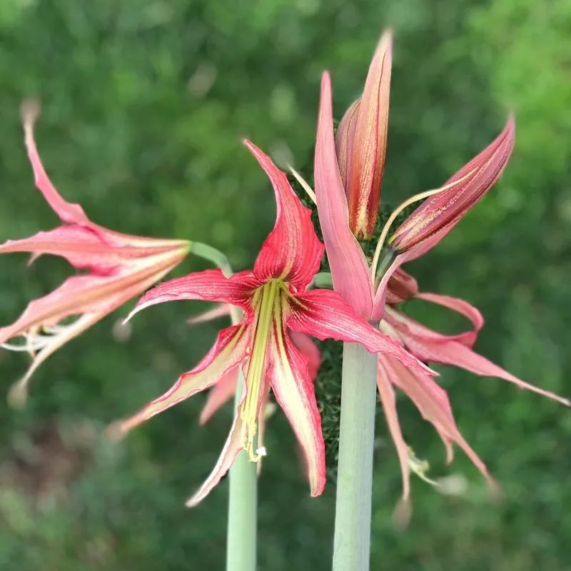 Amaryllis - Quito