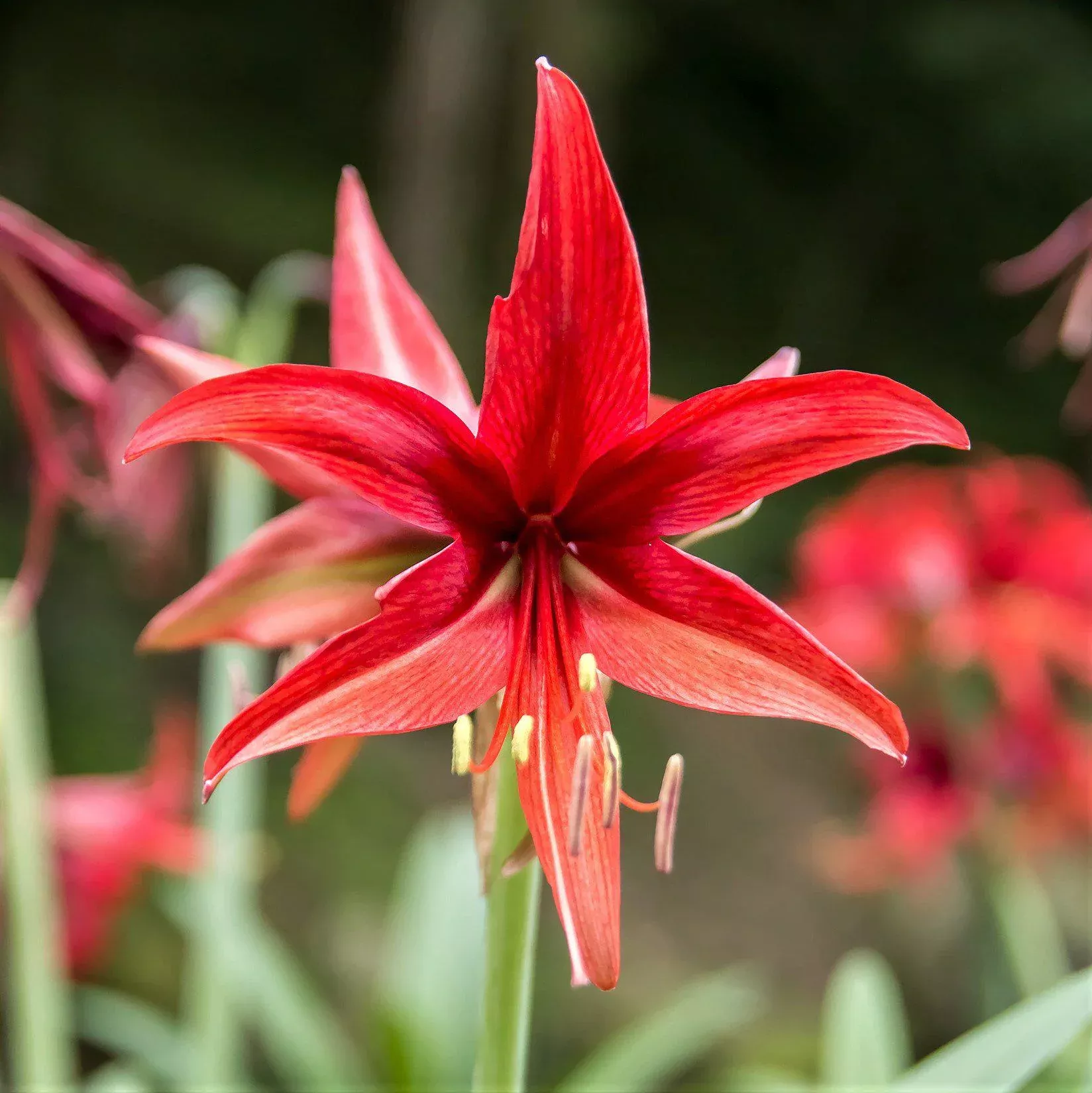 Amaryllis - Rosado