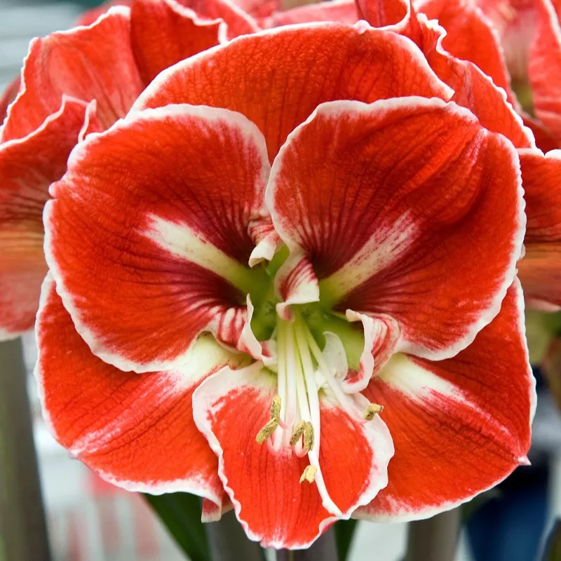 Amaryllis - Samba