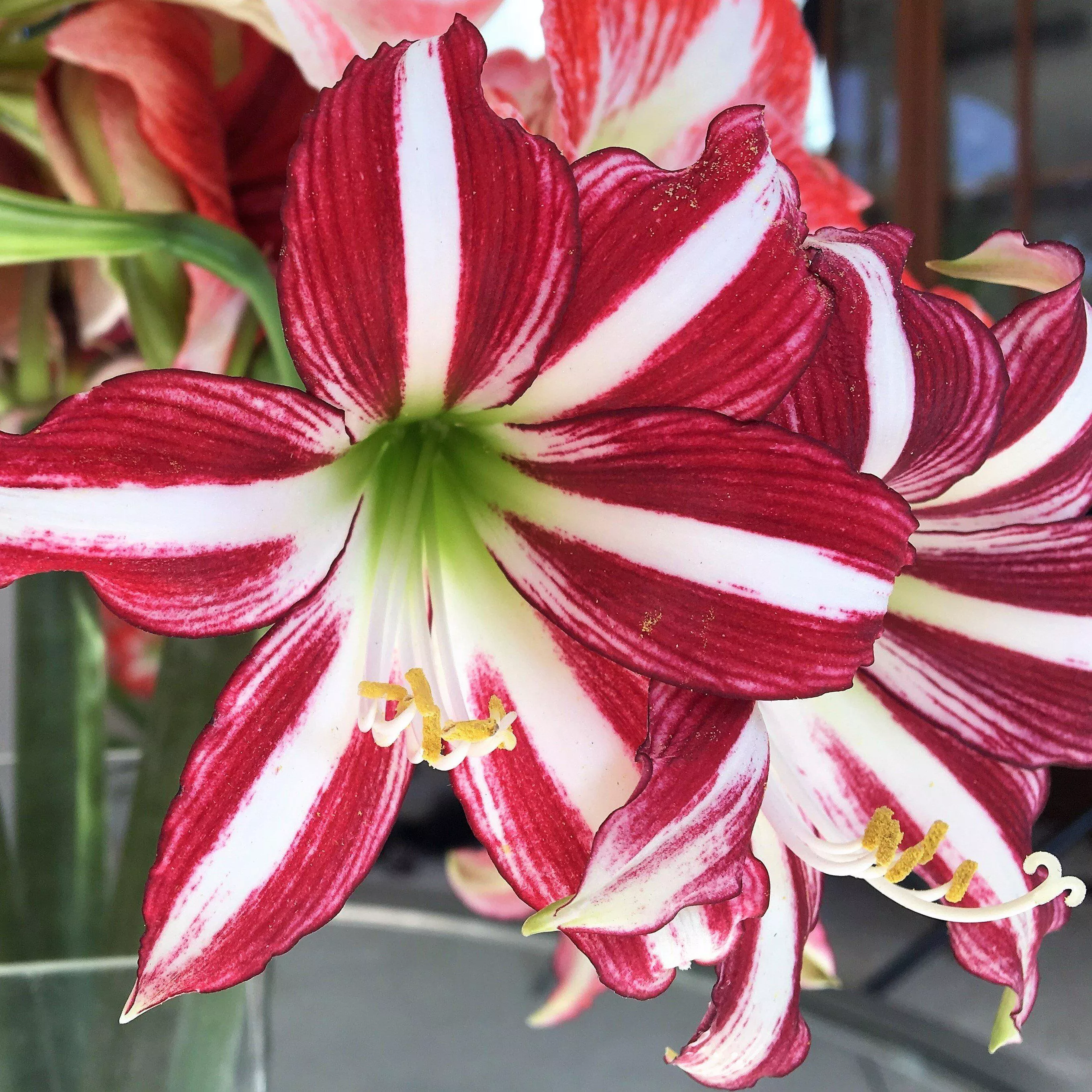 Amaryllis - Santiago