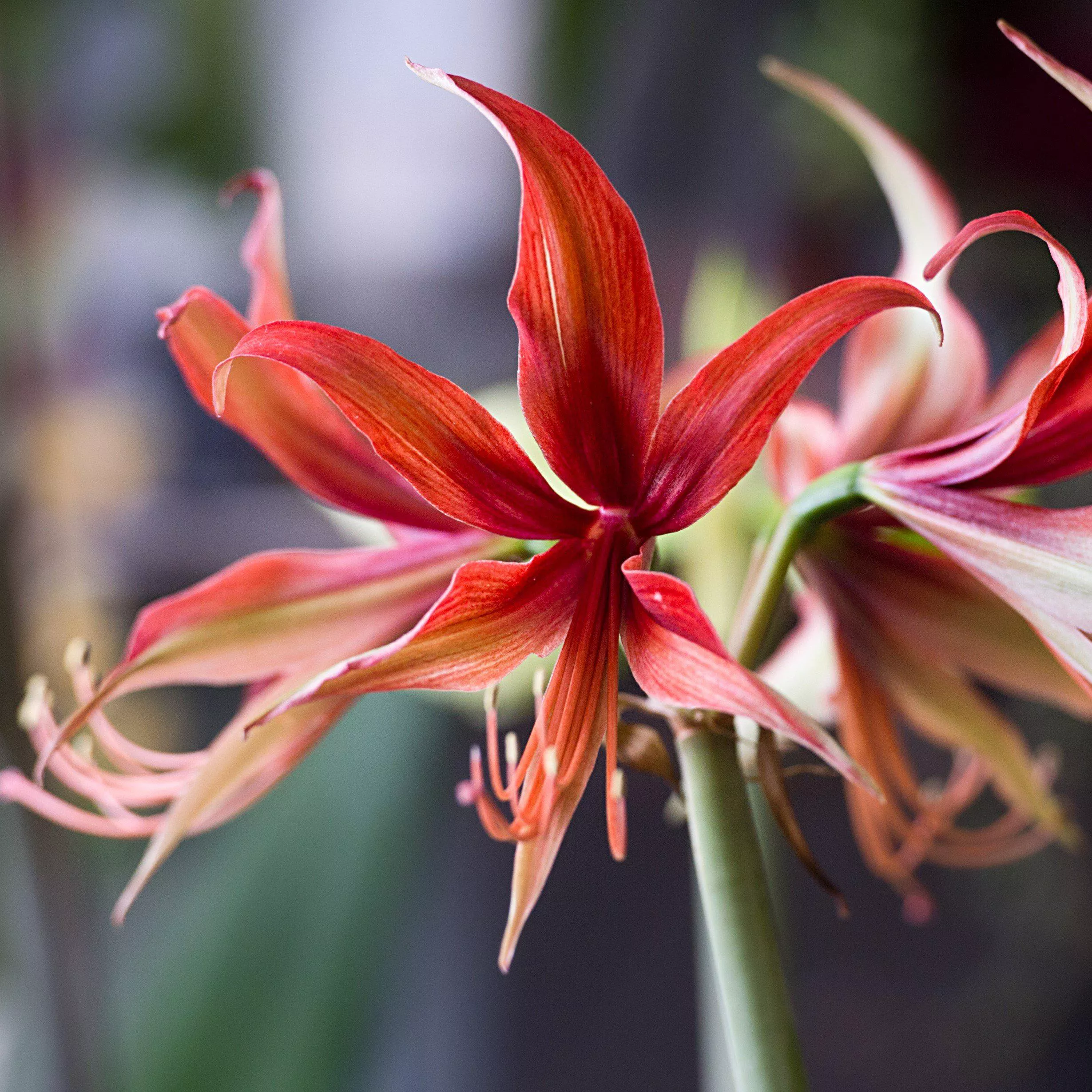 Amaryllis - Sumatra