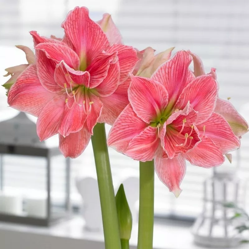 Amaryllis - Sweet Nymph