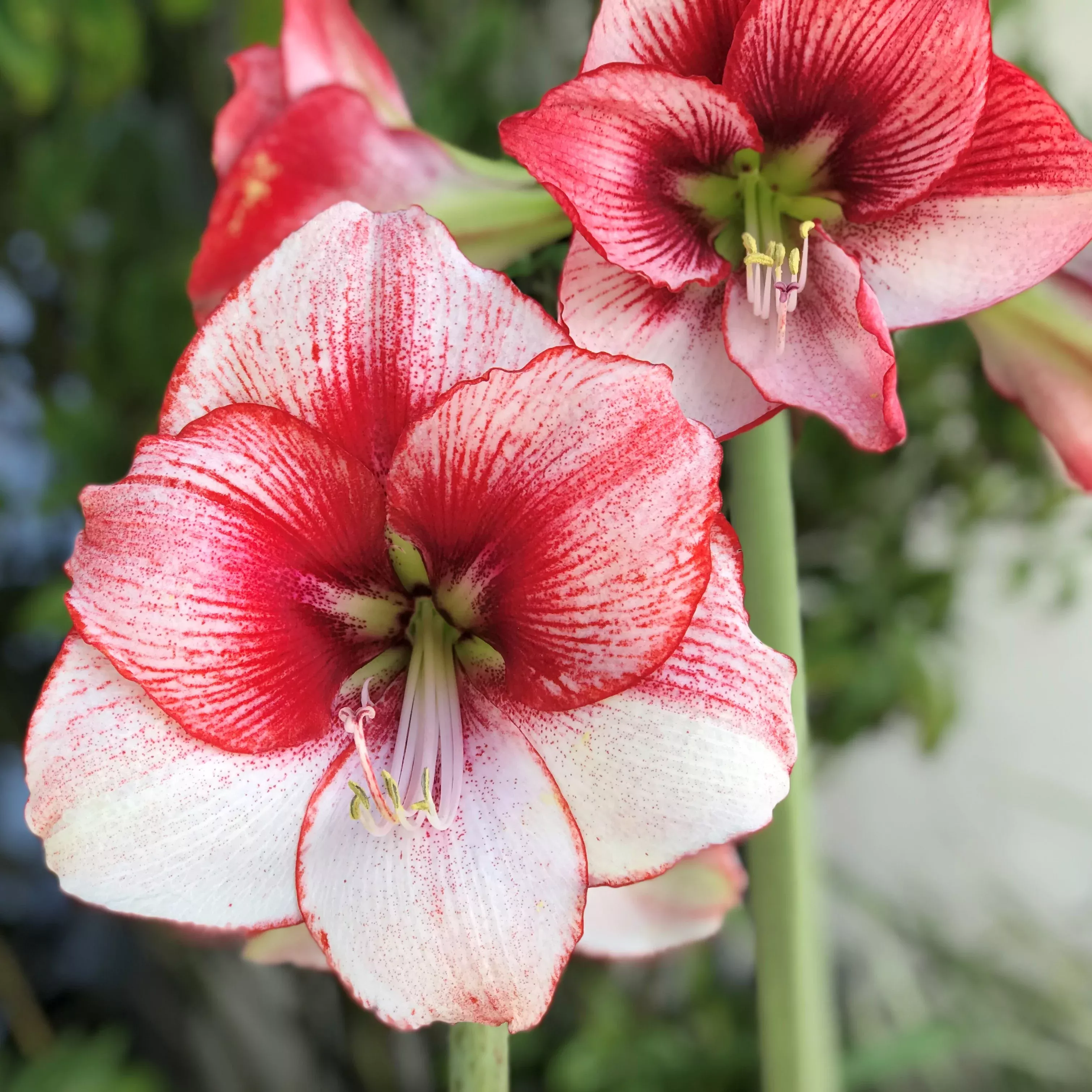 Amaryllis - Temptation 5 Pack