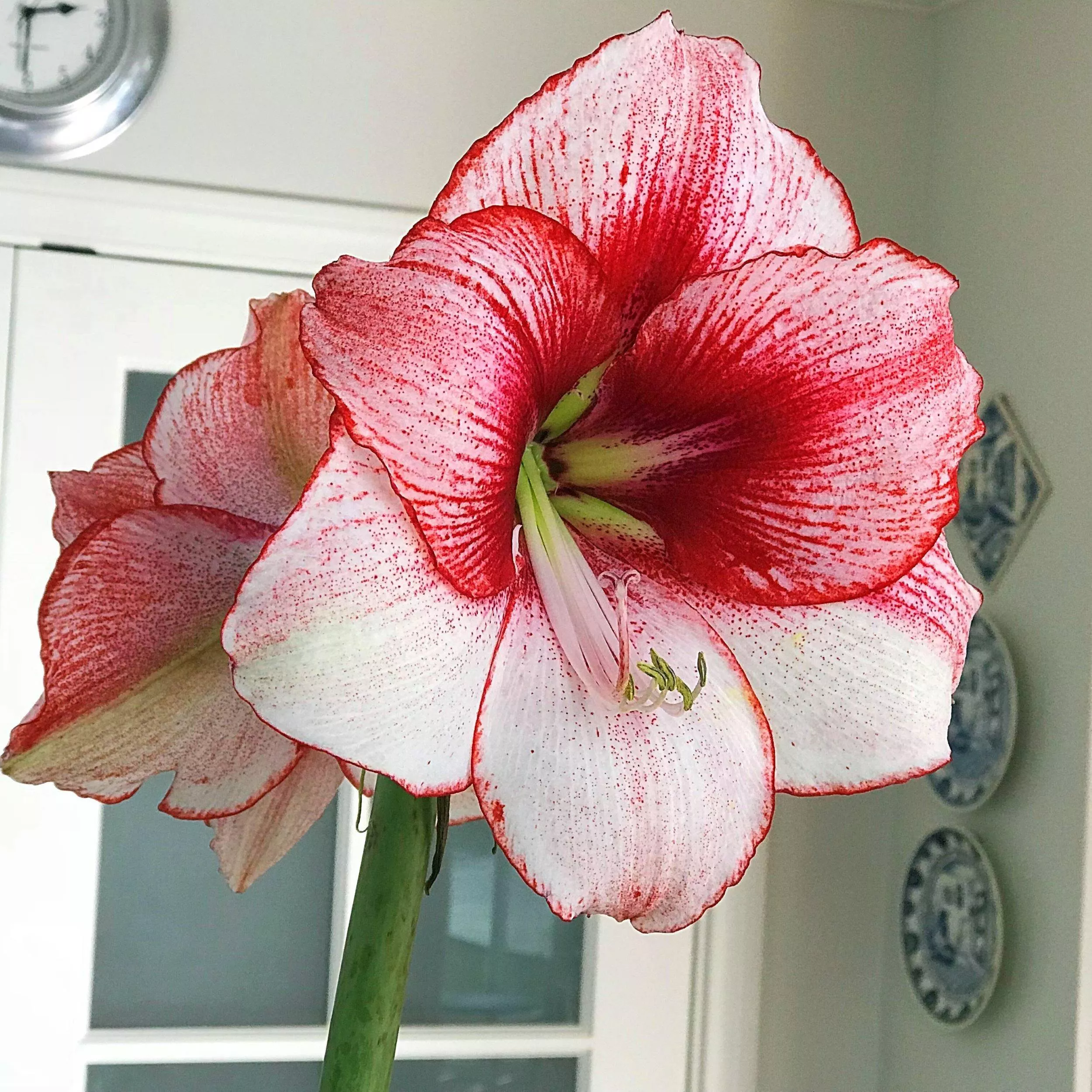 Amaryllis - Temptation
