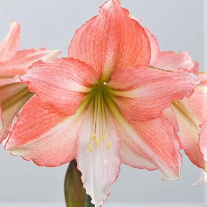Amaryllis - Tinkerbell