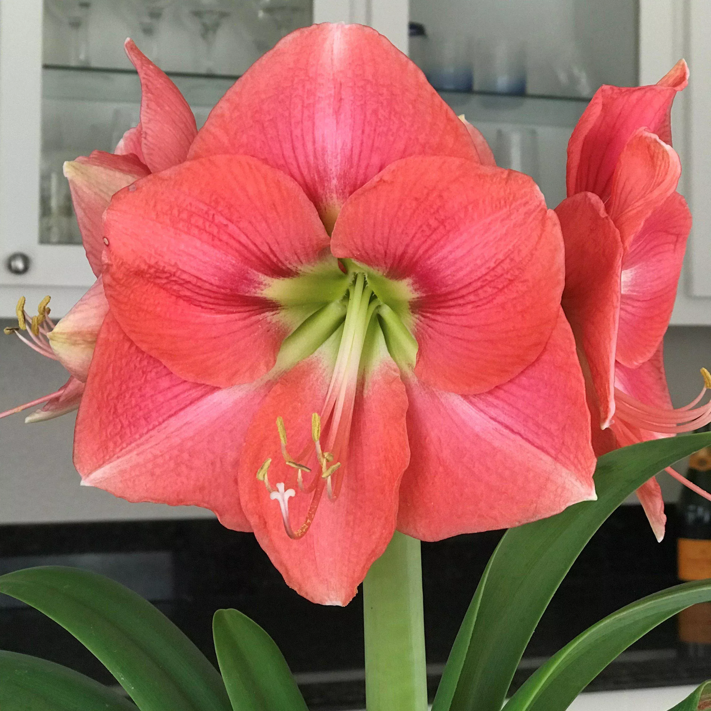 Amaryllis - Vera