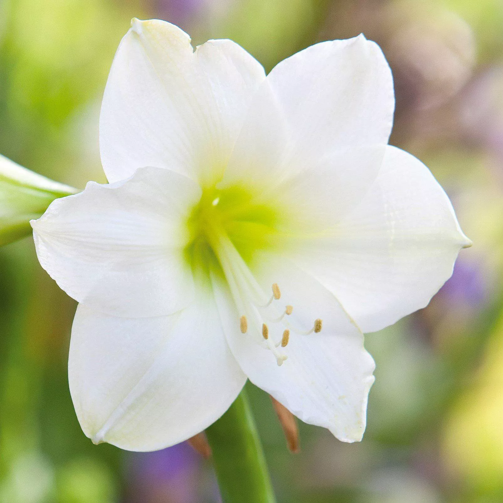 Amaryllis - White Christmas