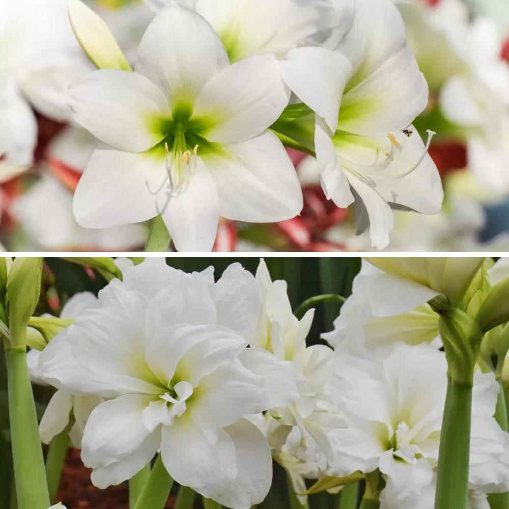 Amaryllis - White Clouds Duo Collection