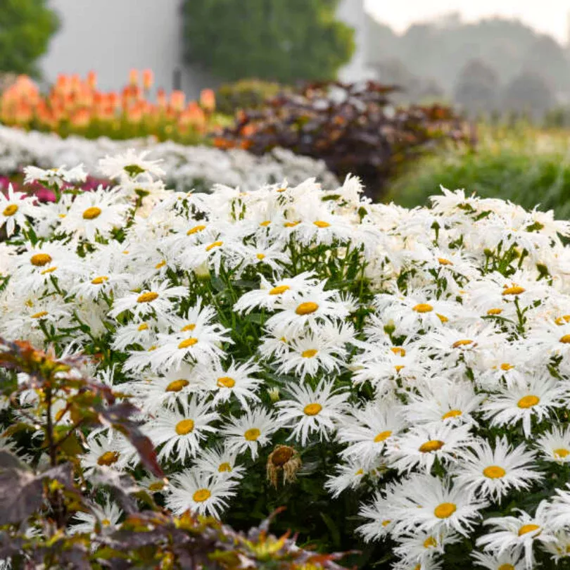 Amazing Daisies ‘Spun Silk’ Shasta Daisy