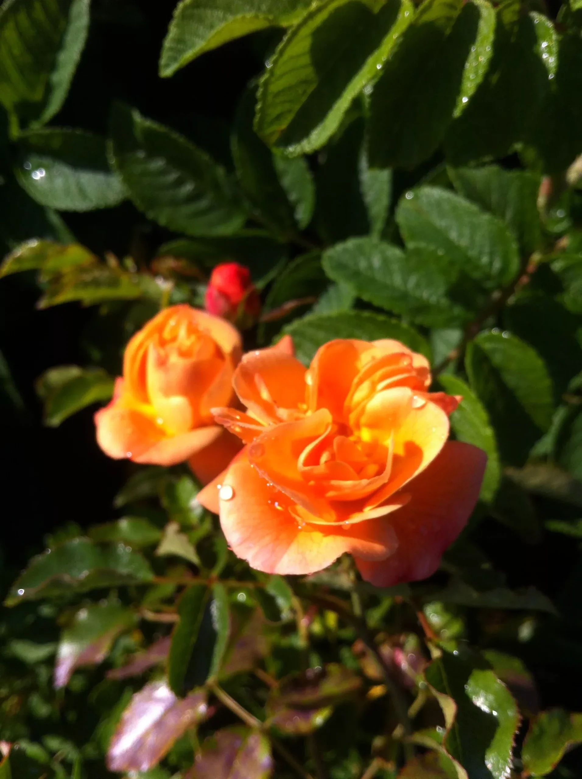 Amber Carpet Rose