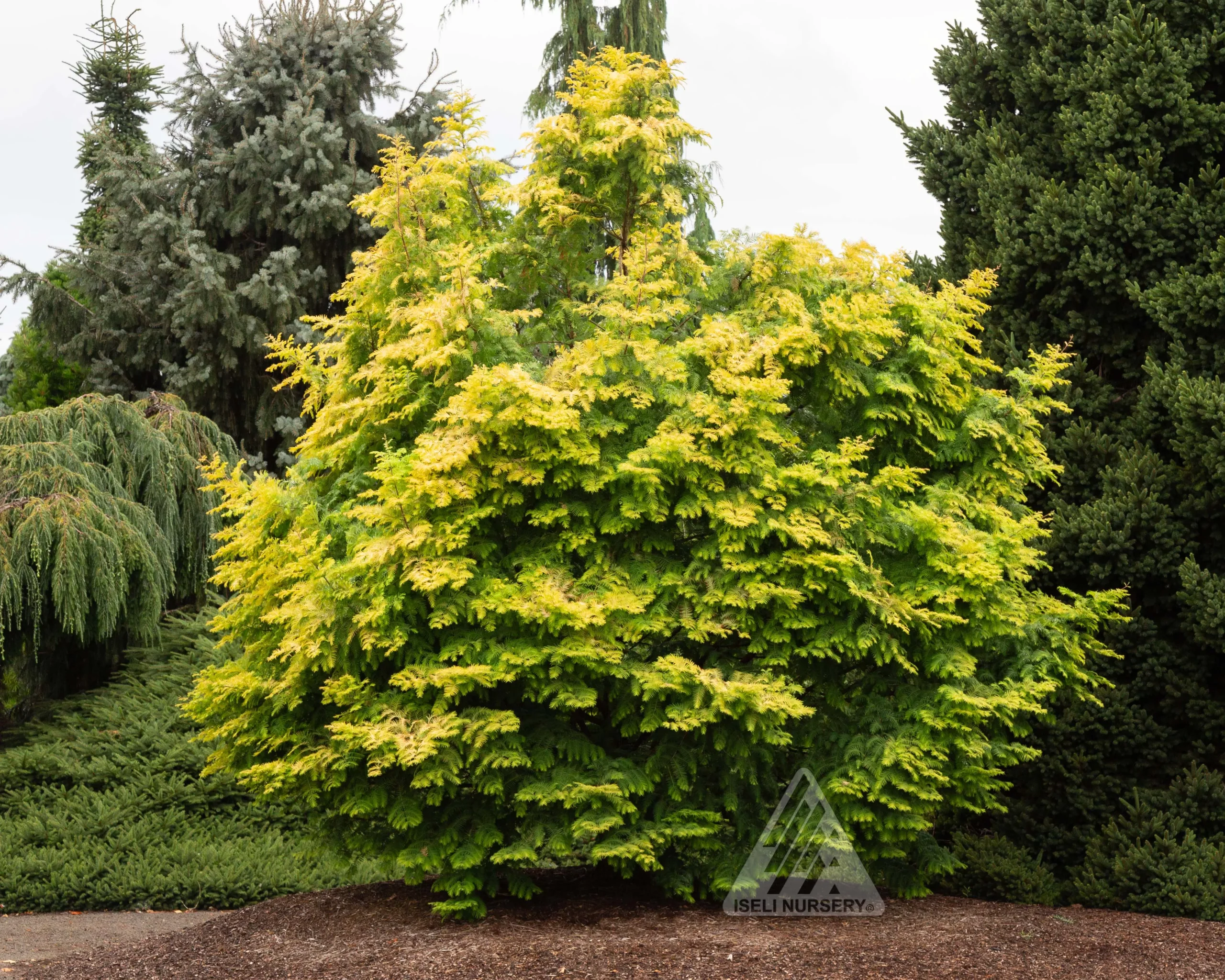Amber Glow™ Dawn Redwood